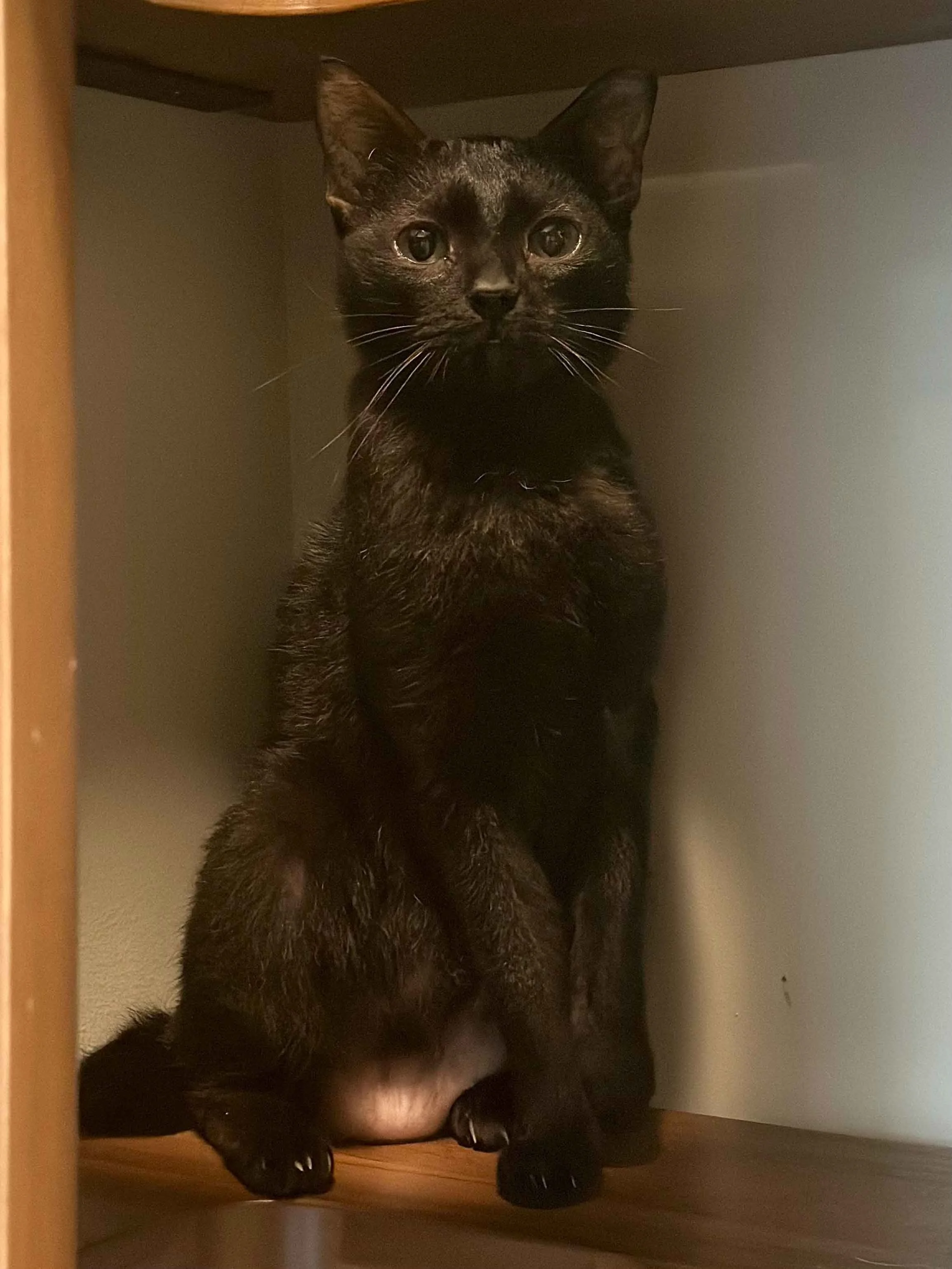 adopt-a-black-cat-singapore.jpg