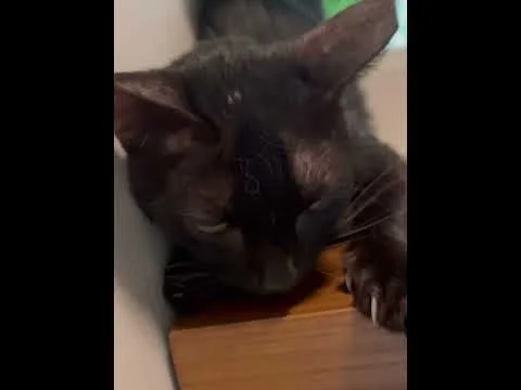 Cat for Adoption: Nutmeg loves butt rubs #catforadoption #blackcat #blackcatsmatter