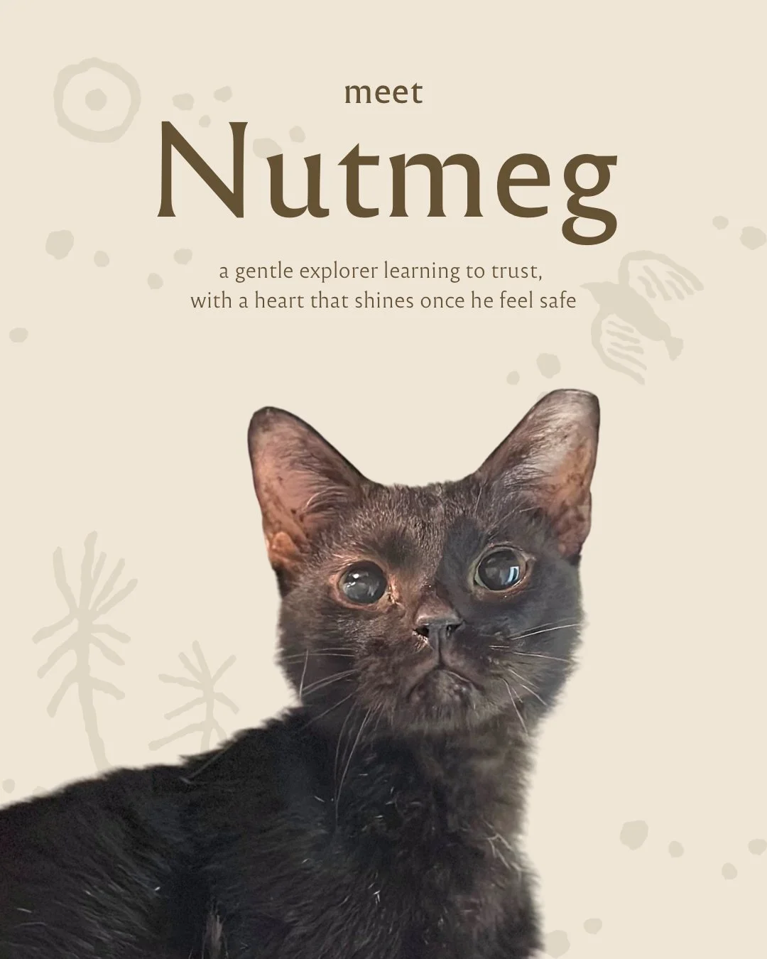 singapore-cat-for-adoption-nutmeg.JPG