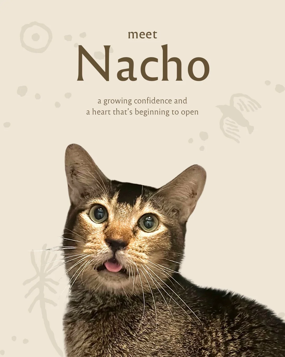 singapore-cat-for-adoption-nacho.JPG