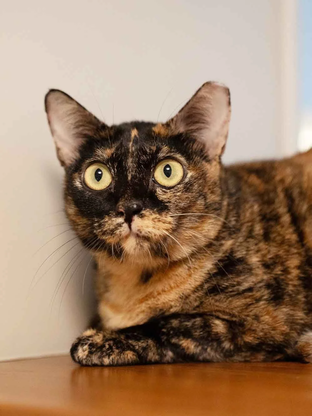 cat-adoption-singapore-female-cute-cat.jpg