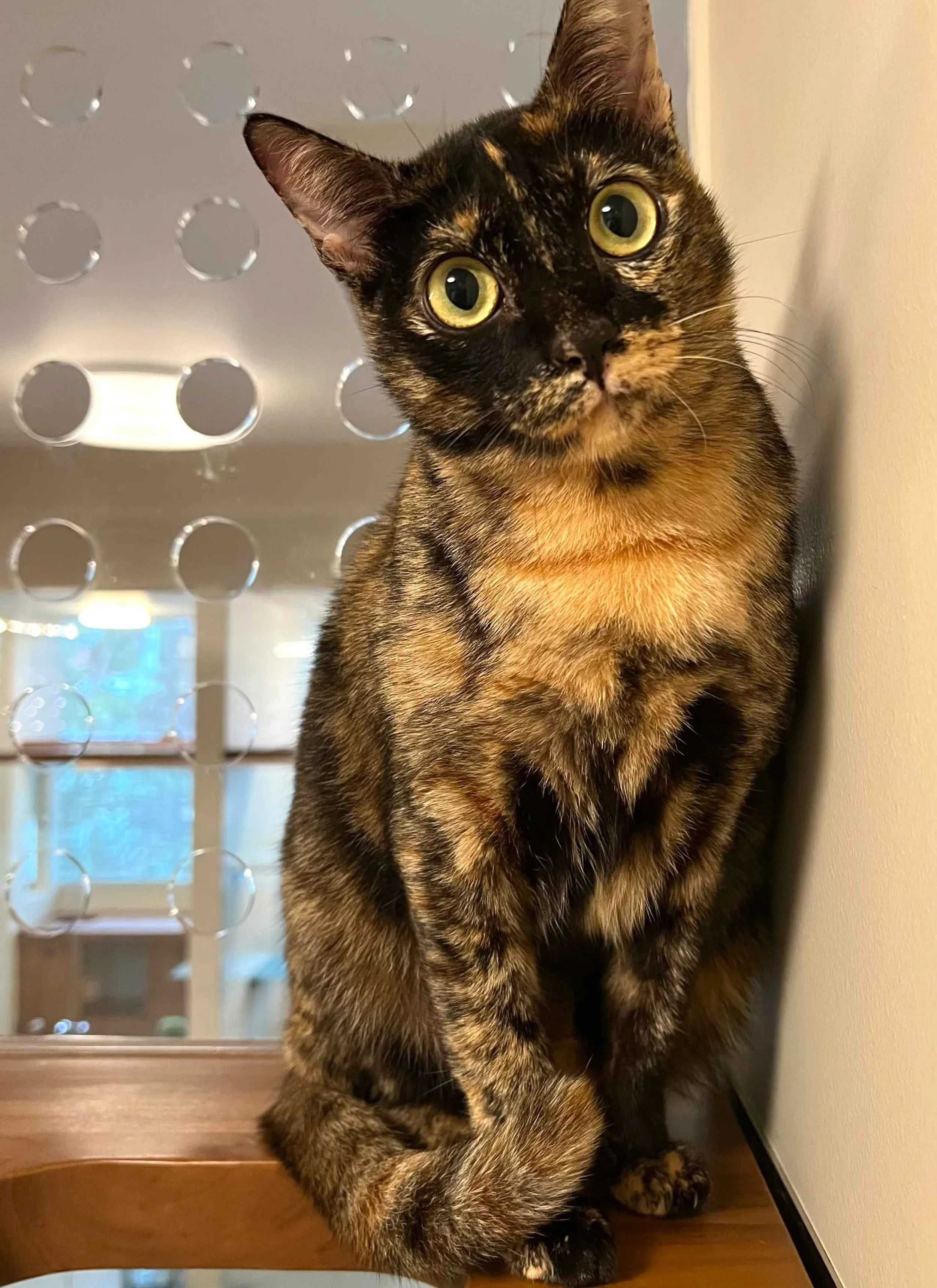 adopt-a-cat-in-singapore-female-cat.jpg
