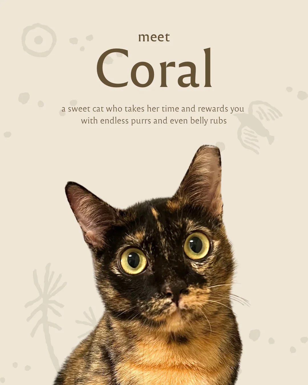 singapore-cat-for-adoption-coral.JPG