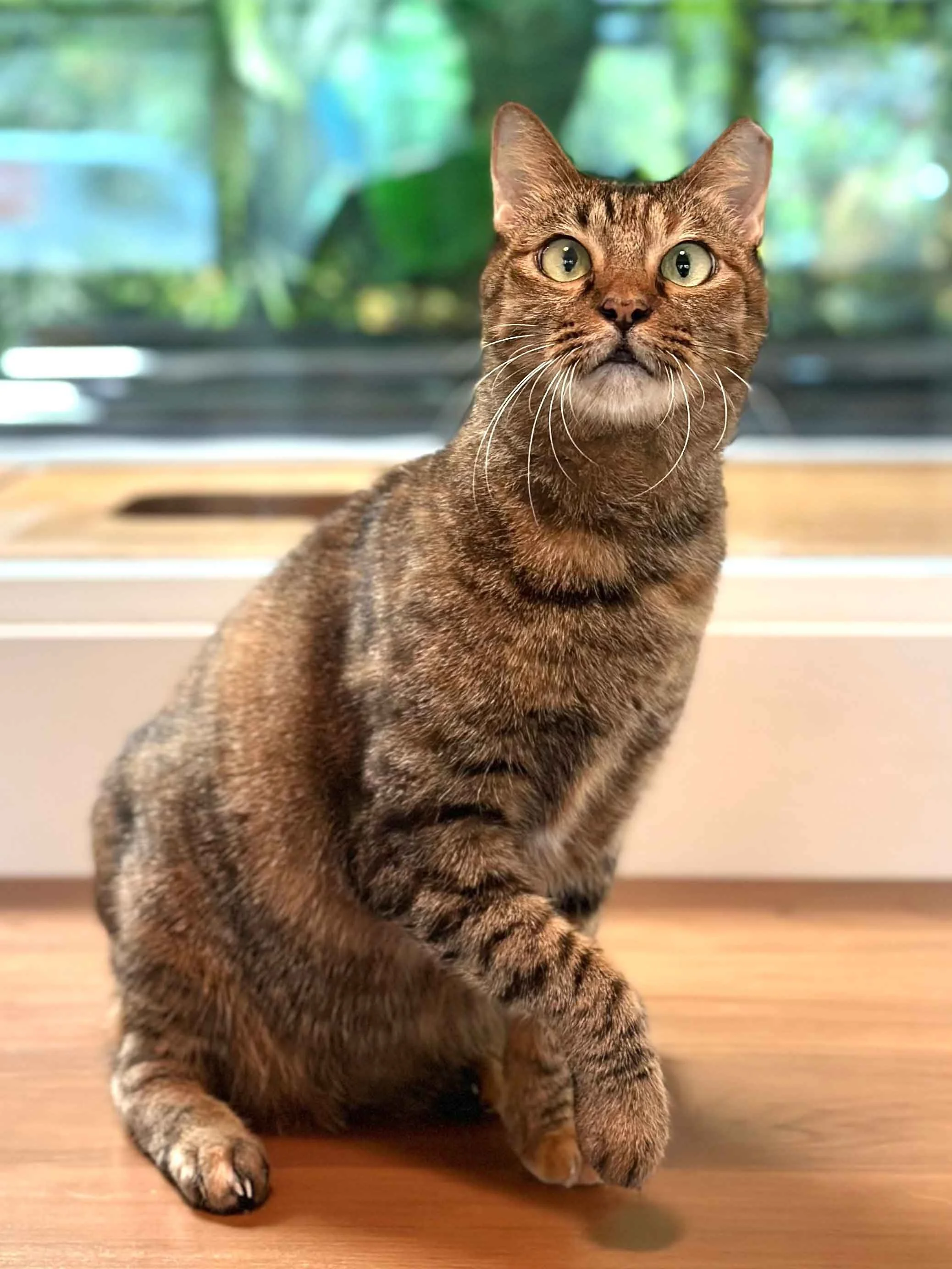 cat-adoption-sg-calico-female-cat-3.jpg