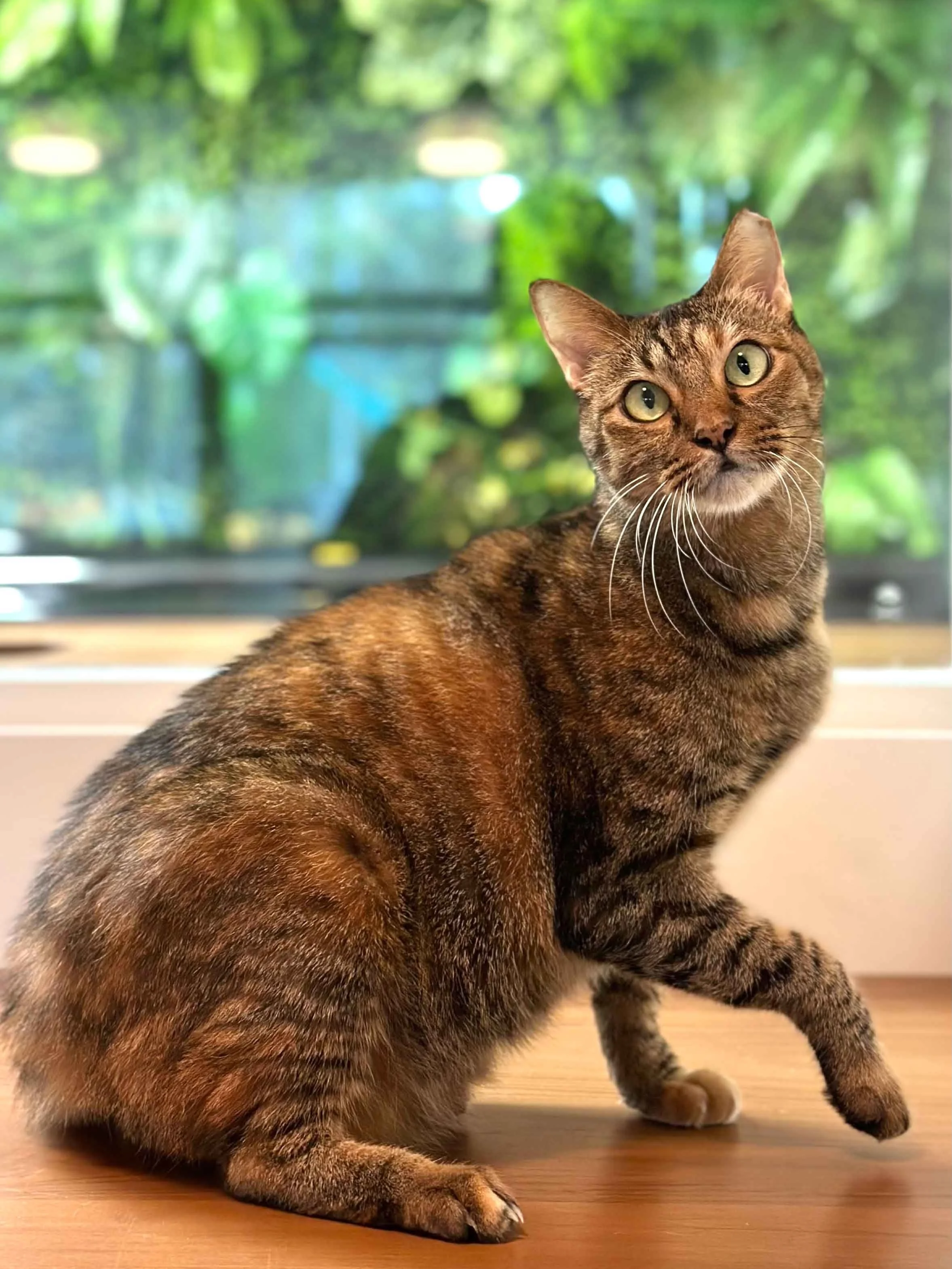 cat-adoption-sg-calico-female-cat-2.jpg