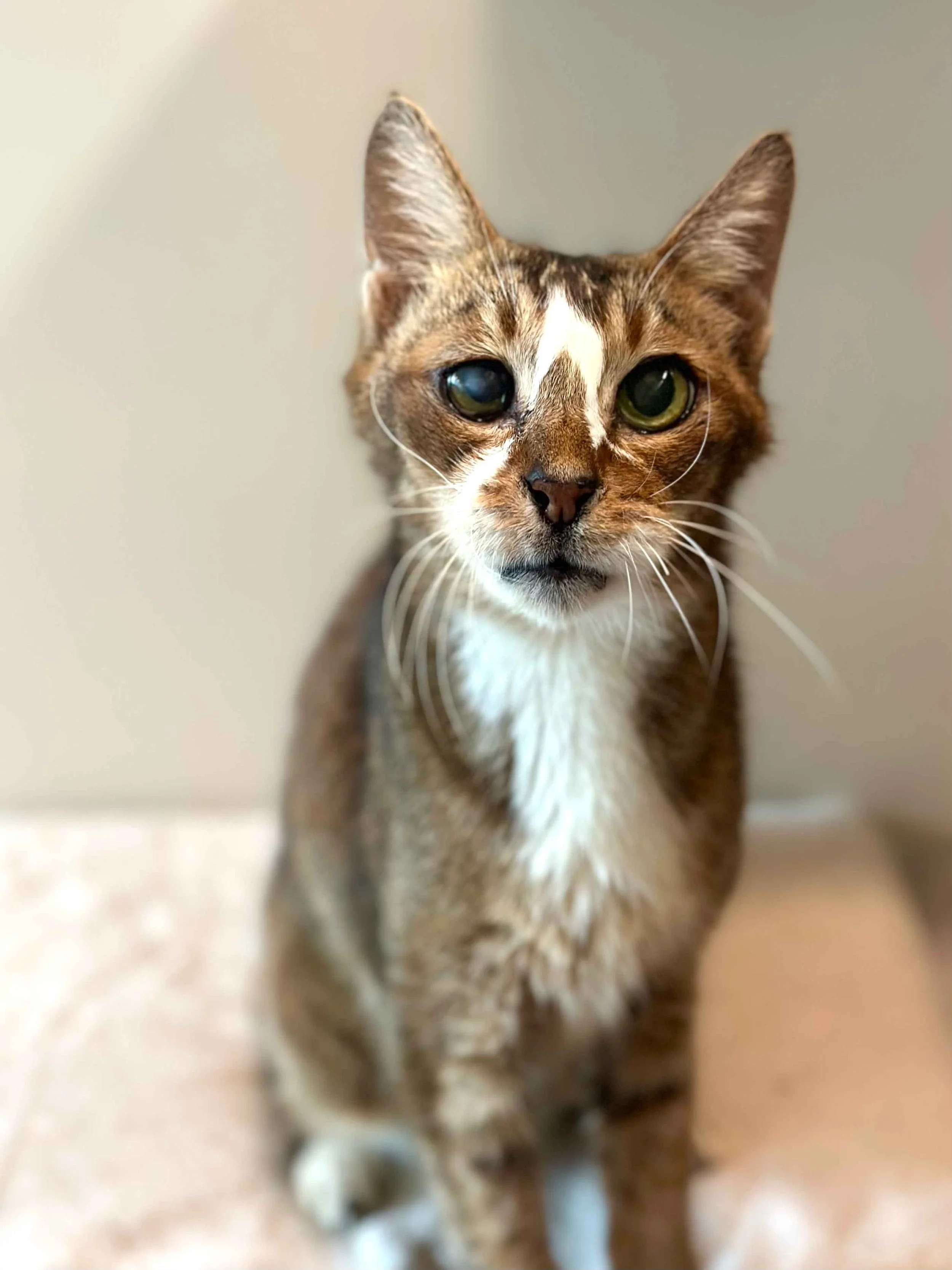 adopt-a-cat-singapore-senior-cat-2.jpg