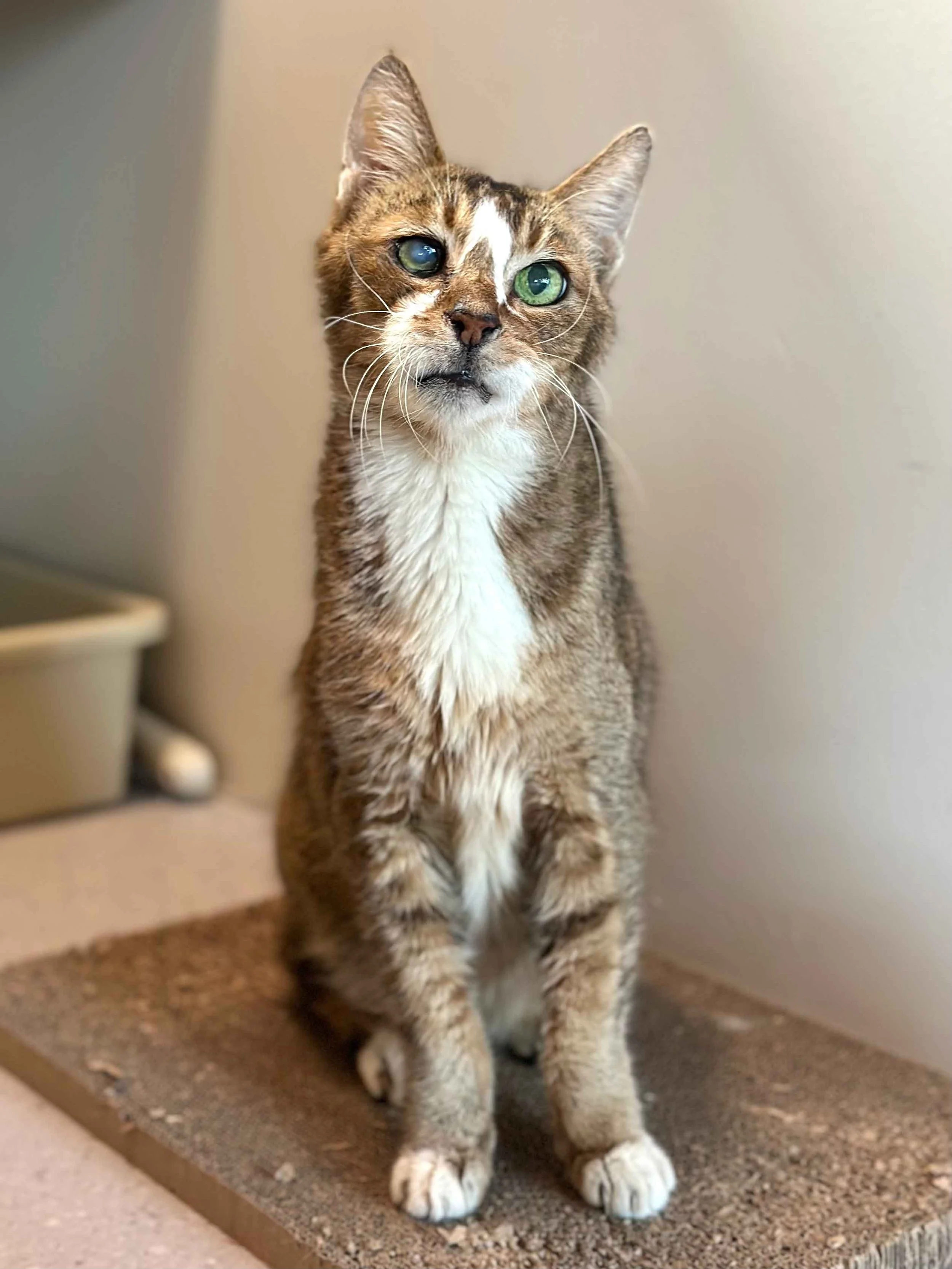 adopt-a-cat-singapore-senior-cat.jpg