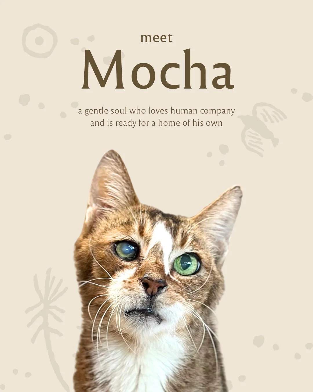 singapore-cat-for-adoption-mocha-senior.JPG