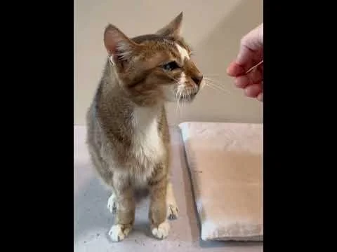 Cat for Adoption: endless head rubs for Mocha #catforadoption #seniorcat