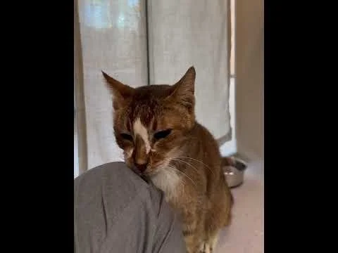 Cat for Adoption: Mocha loves humans #catforadoption #seniorcat