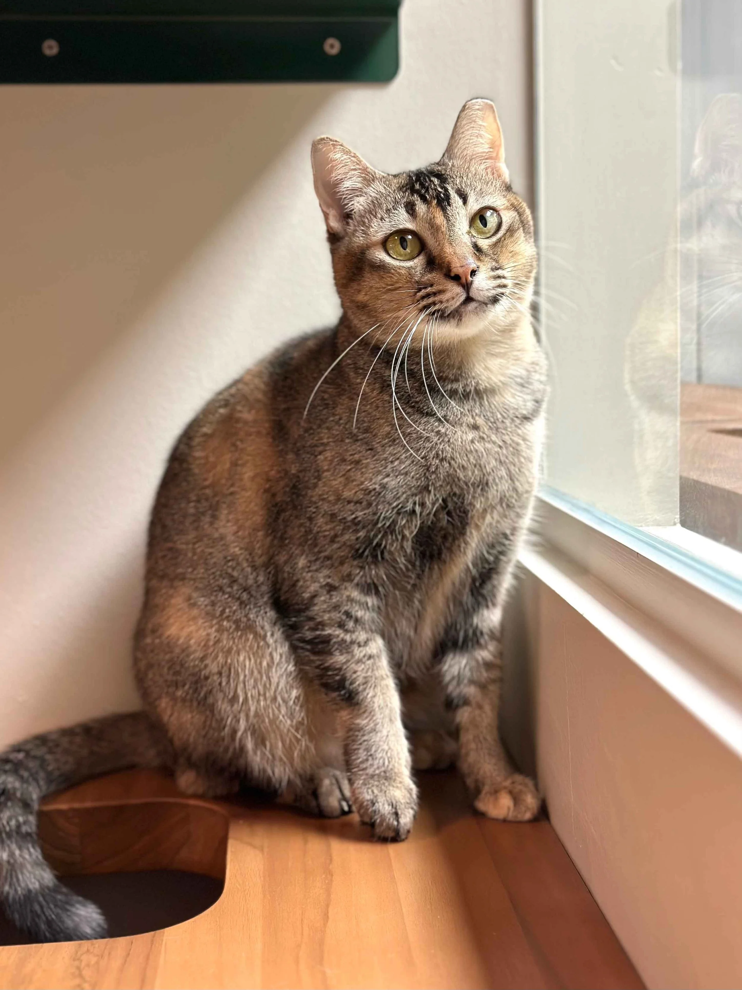adopt-a-cat-singapore-tortoiseshell-cat.jpg