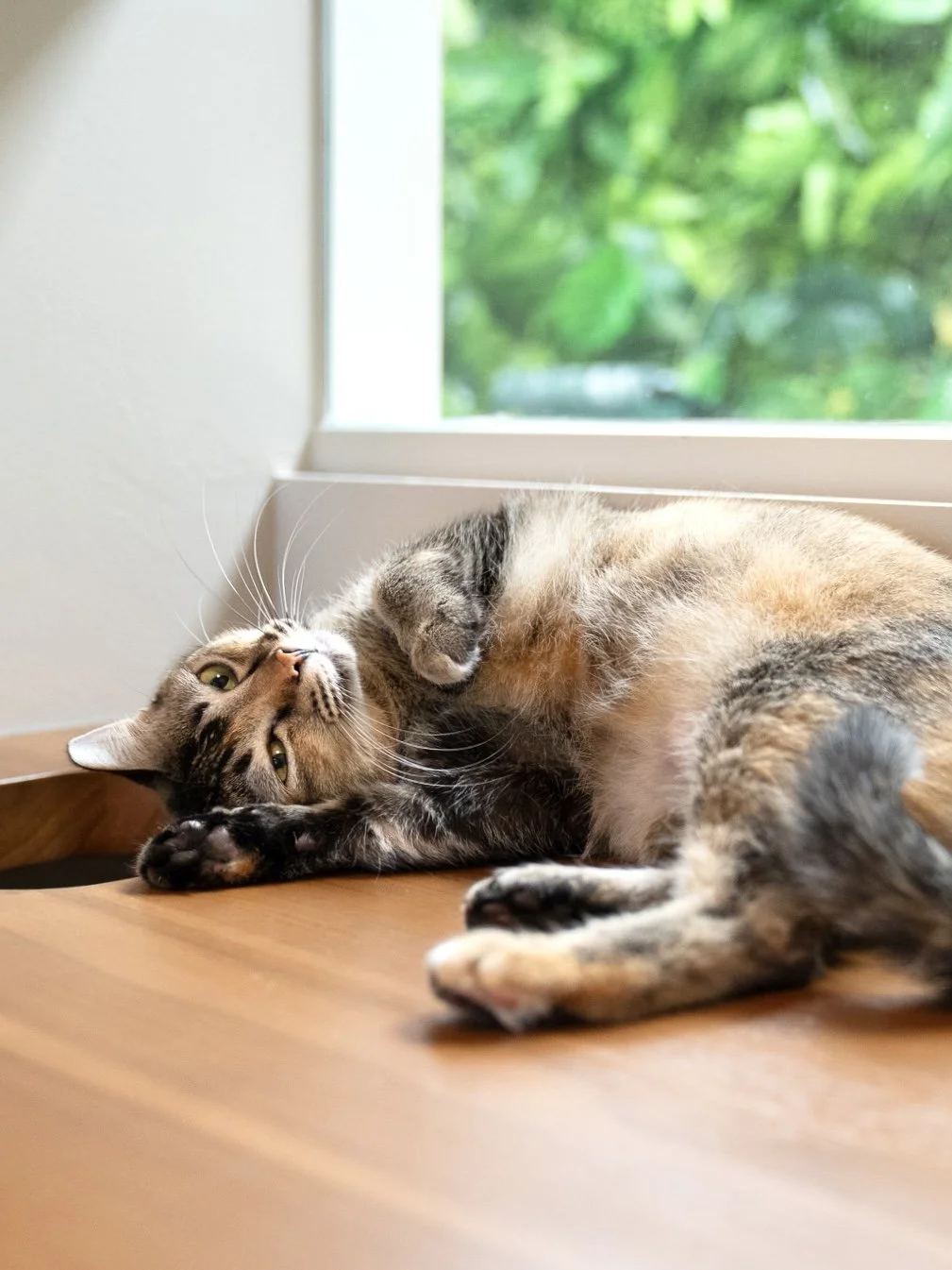 cat-for-adoption-so-cute.jpg