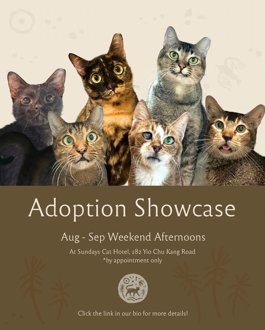 Thinking of adopting a cat? 🐾

Sundays is currently hosting long-term shelter residents &mdash; cats who have been waiting over three years for a home of their own. During their stay with us, they&rsquo;ve had the chance to settle in, feel safe, and