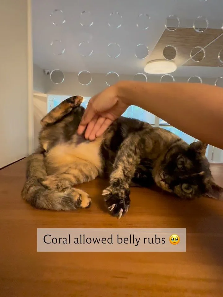 Say hello to Coral, one of the babies for adoption that we&rsquo;re currently hosting :) 

Coral likes to observe her surroundings and takes a little while to settle into new places and people. Once she feels safe, she becomes wonderfully affectionat