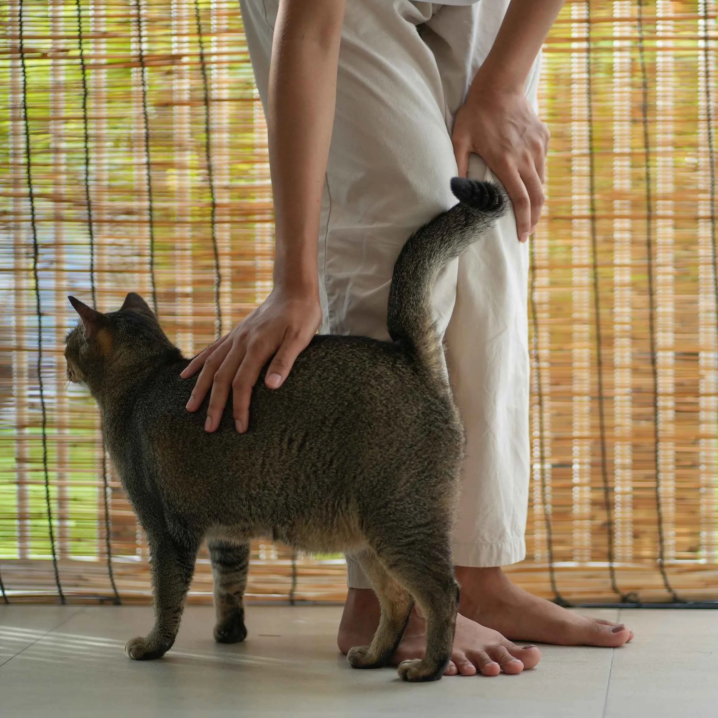 Cat enjoying petting