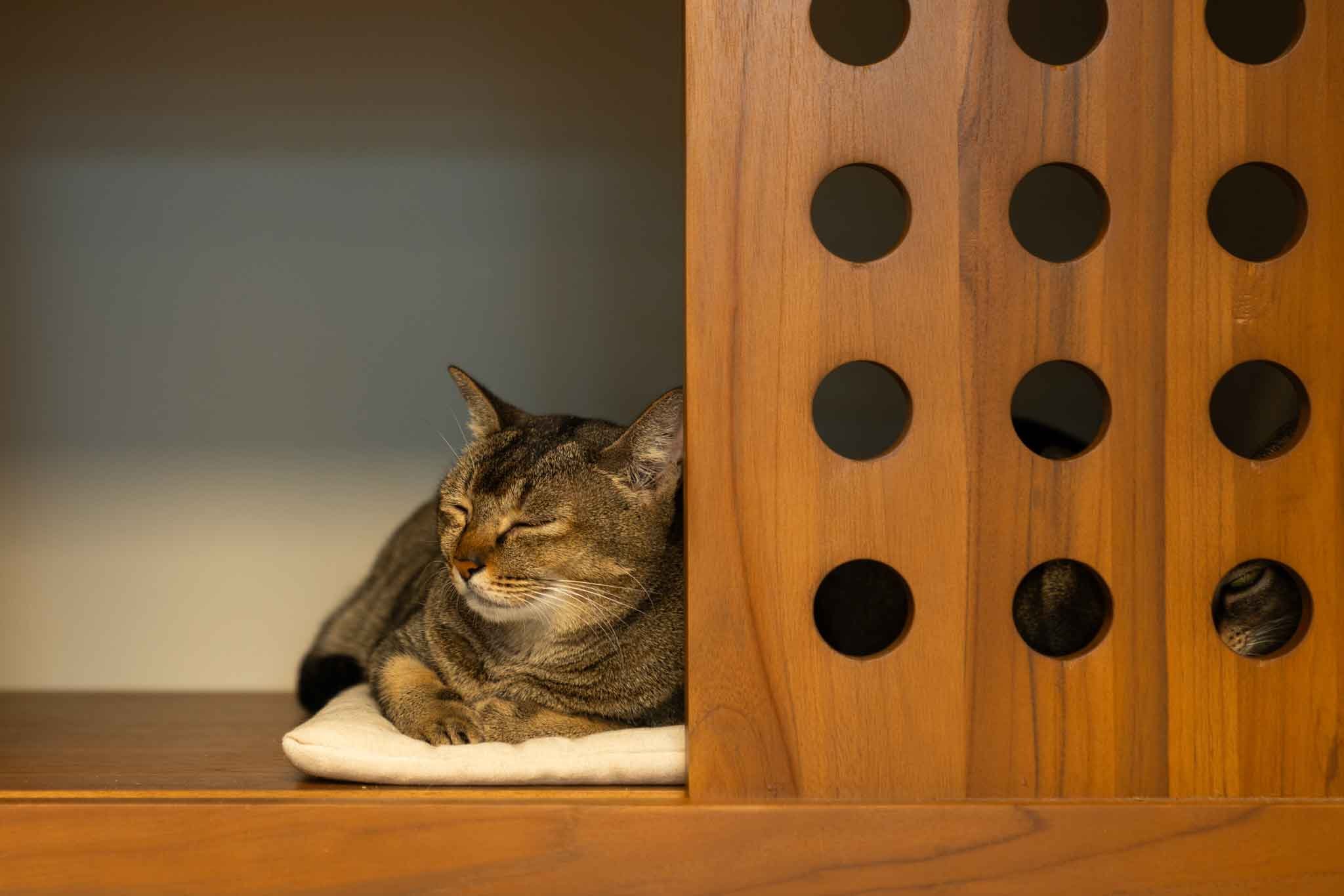 A tabby cat with closed eyes is resting on a white cloth on a wooden surface, partially hidden behind a wooden partition with circular cutouts.