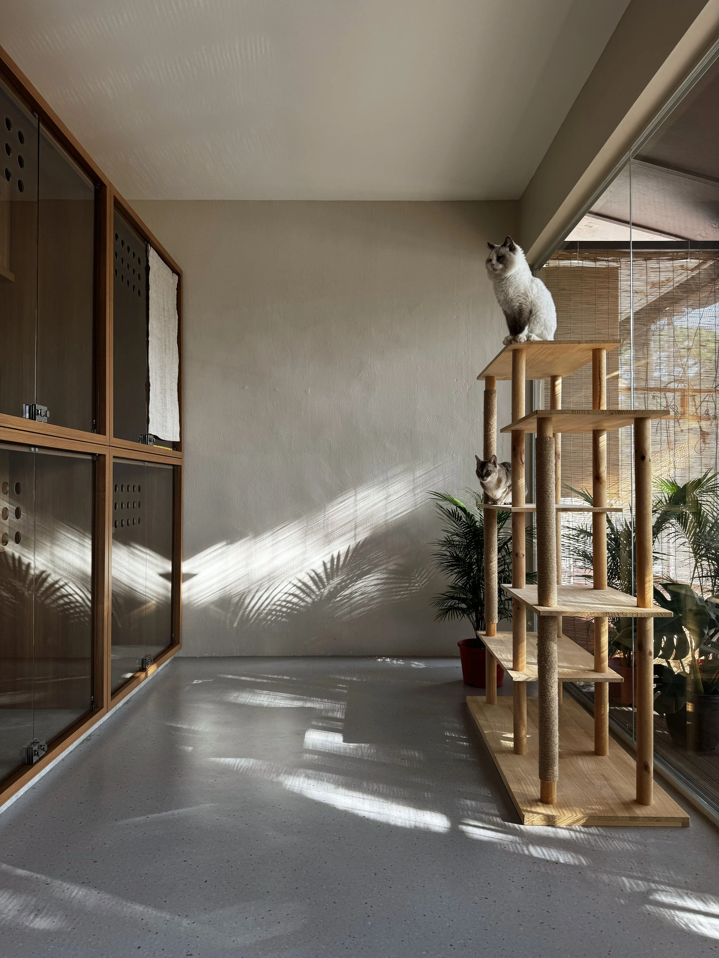 Cat_Hotel_Singapore_Soleil_Studio.jpg
