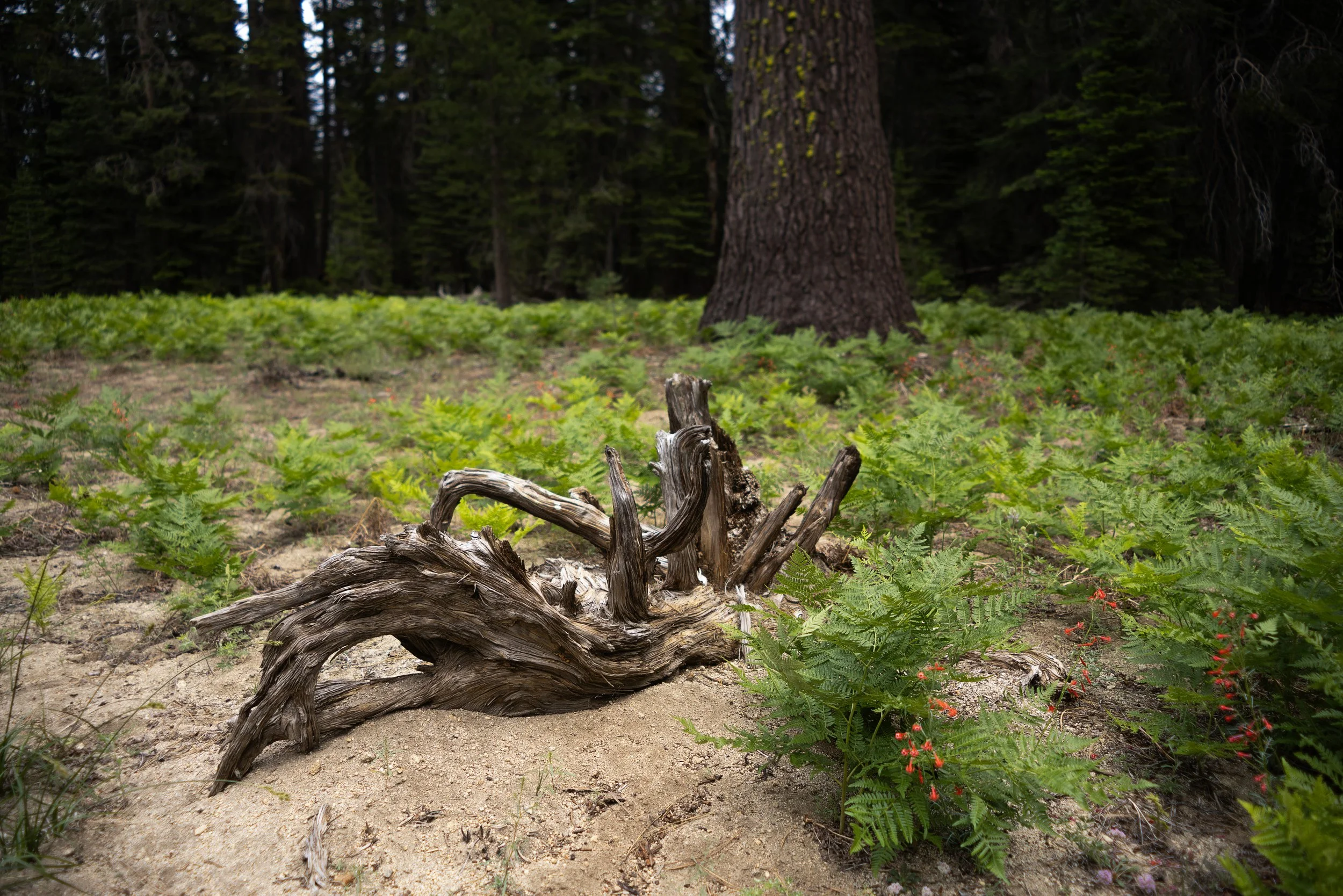 Understory.jpg
