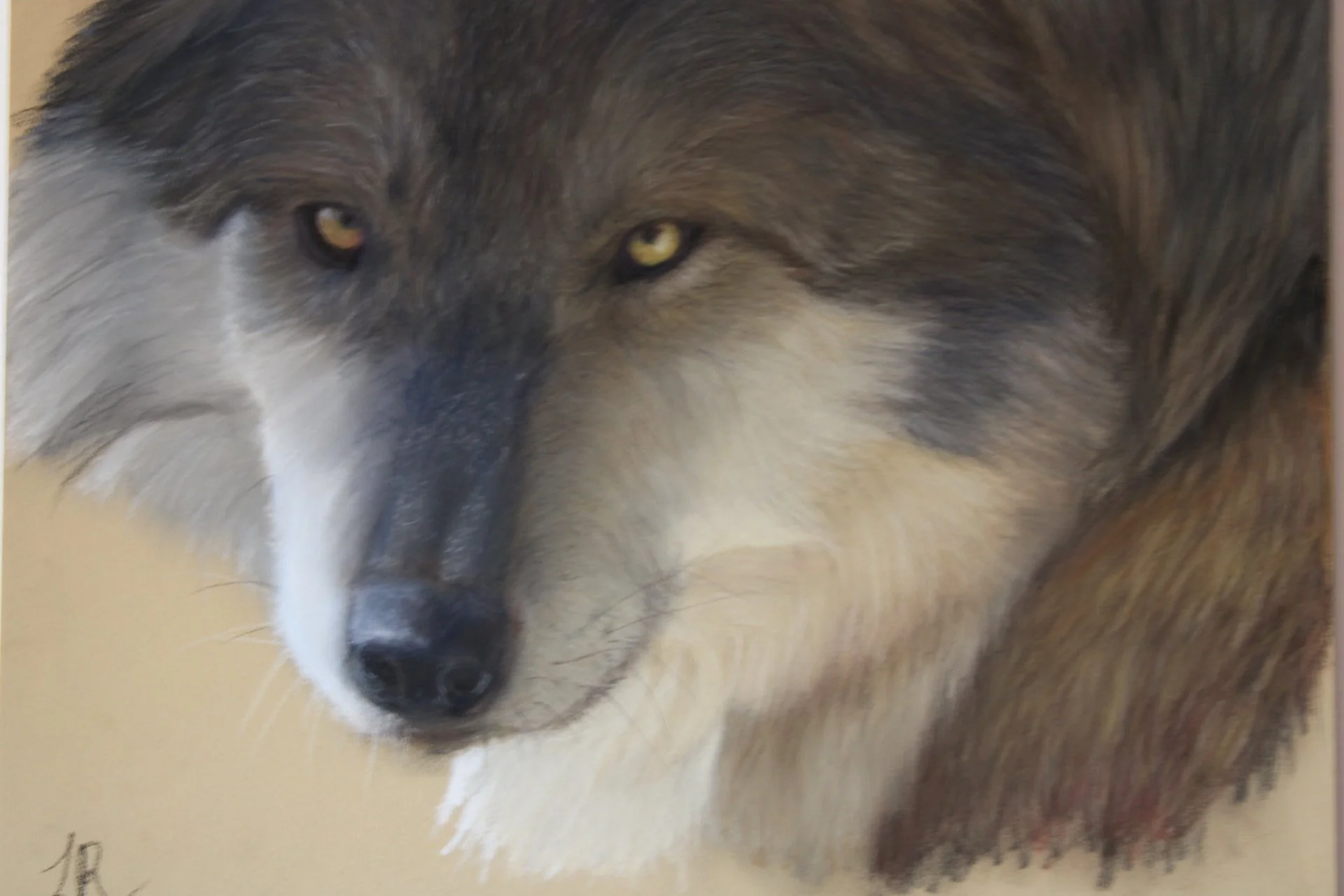 WOLF: Price on enquiry (prints are available in shop) A4 Clairefontaine Pastelmat board, painted with pastel pencils and PanPastel.