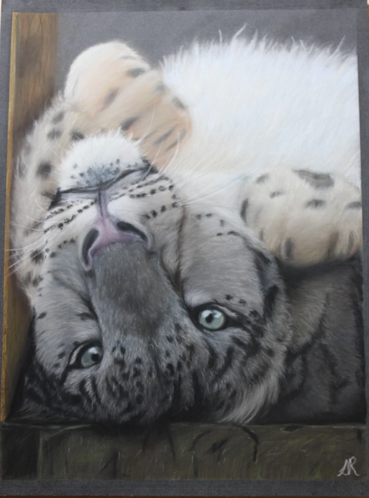 PLAYTIME SNOW LEOPARD: Price on enquiry (prints are available in Shop) 30cm x 40cm Clairefontaine Pastelmat 360gsm card. Painted with pastel pencils and PanPastel.