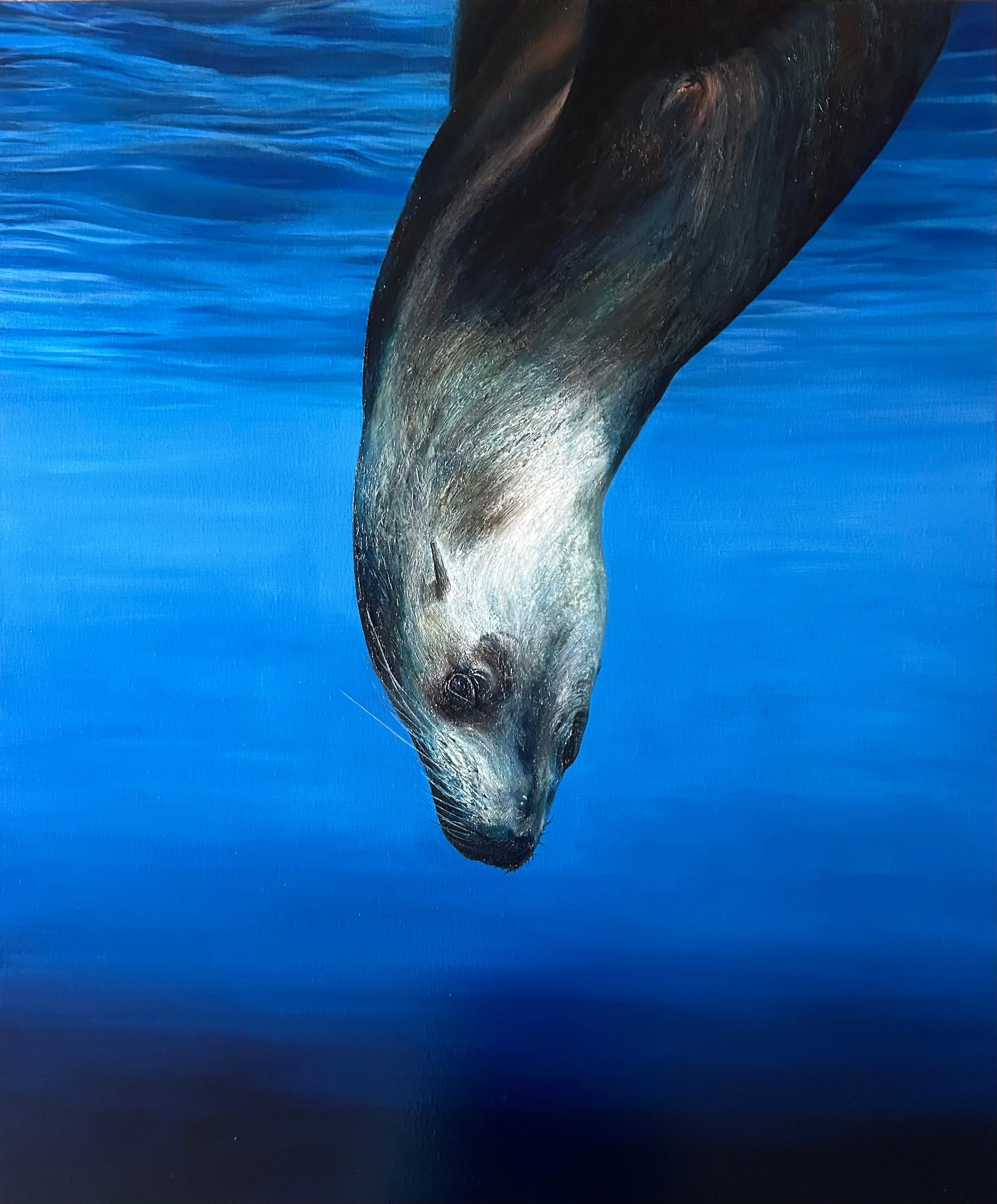 Australia Fur Seal gliding down original oil on canvas