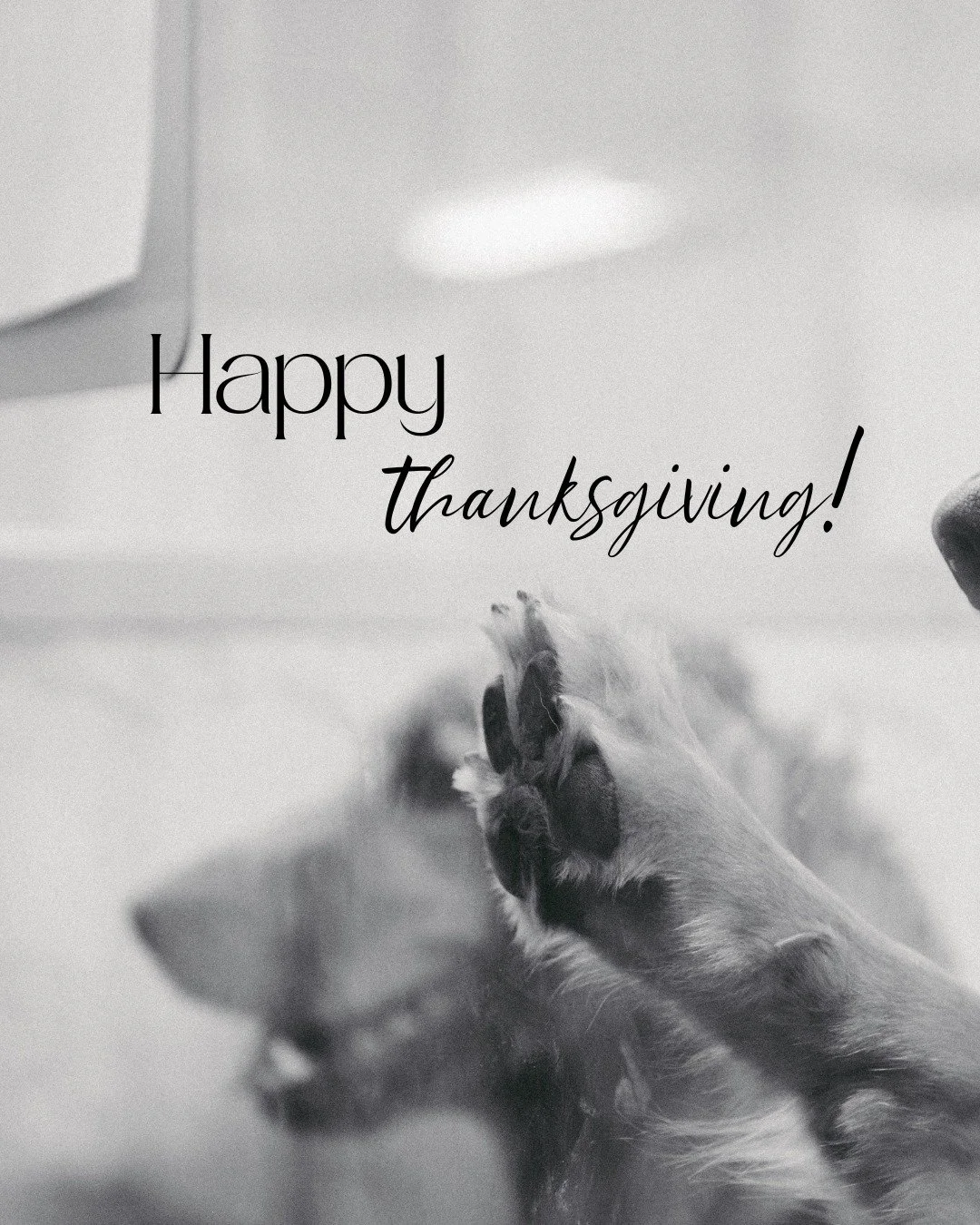 Happy Thanksgiving from all of us at The Ritz Pawton! 🐾❤️ We hope today is full of belly rubs, treats, and turkey. 

#theritzpawton #luxurydogspa #northaugustasc