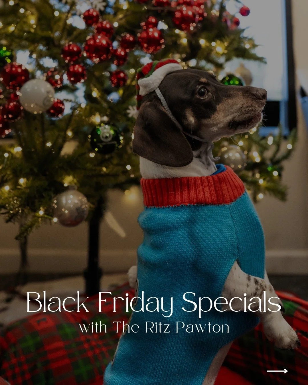 LAST CALL! Black Friday at The Ritz! 

+ Gift Cards available from November 29th-December 2nd (gifts cards can be redeemed starting 1/1/25)

Call or text now at (803)-866-7990 to get this deal! 

#theritzpawton #luxurydogspa #northaugustasc