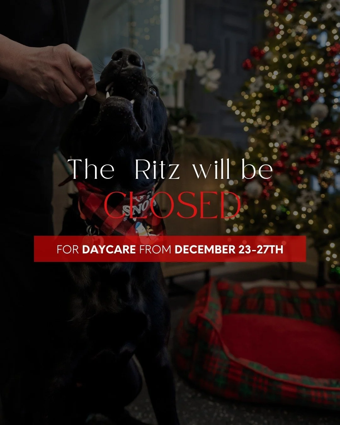 The Ritz Pawton will be CLOSED for daycare from 12/23 to 12/27. Happy Holidays to all our furry friends! 🎄✨

#TheRitzPawton #Luxurydogspa #NorthAugustaSC #HolidayPaws