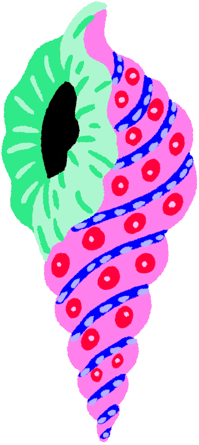 coquillage rose-vert.png
