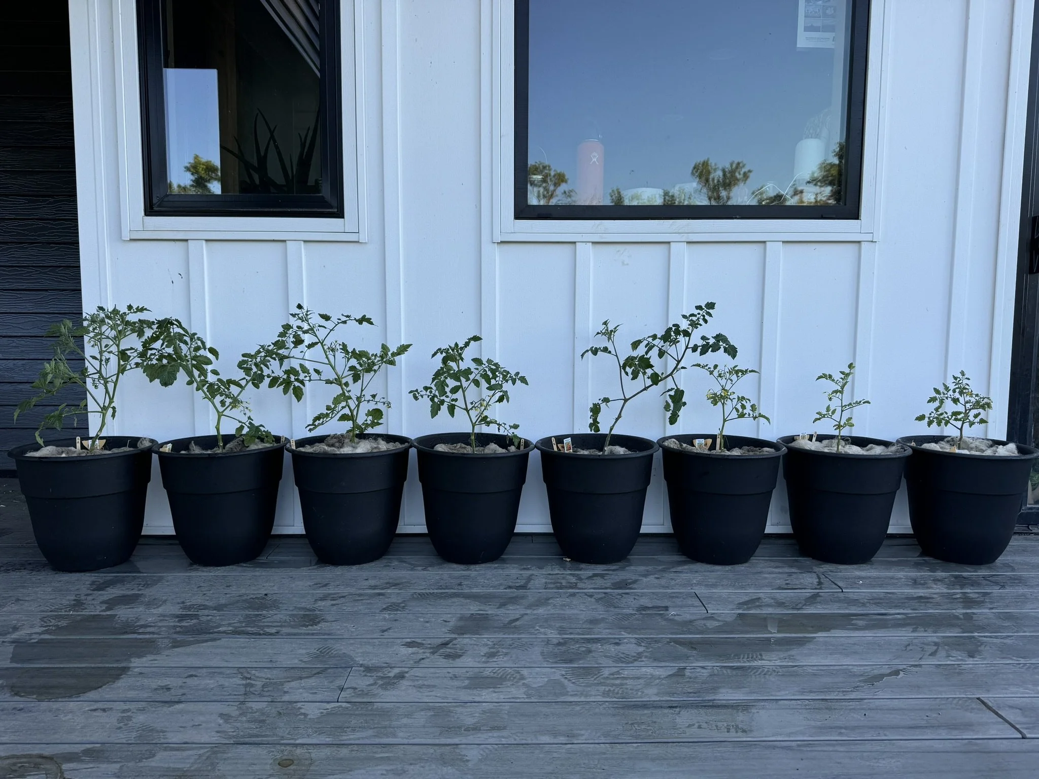 Backyard Wool Pellet Experiment