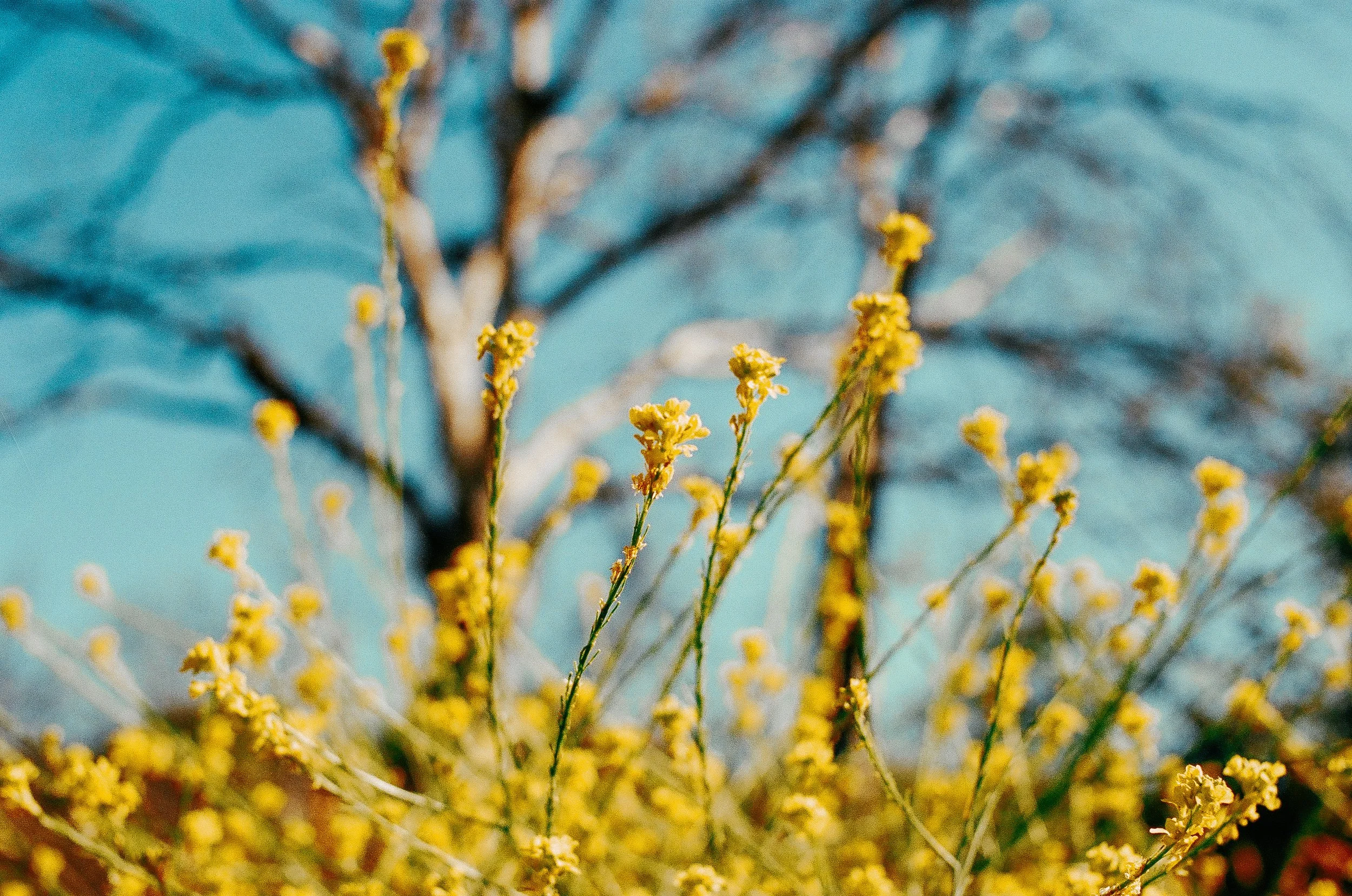 The-Yosemite 35mm Misc Travel Shots-1.jpg