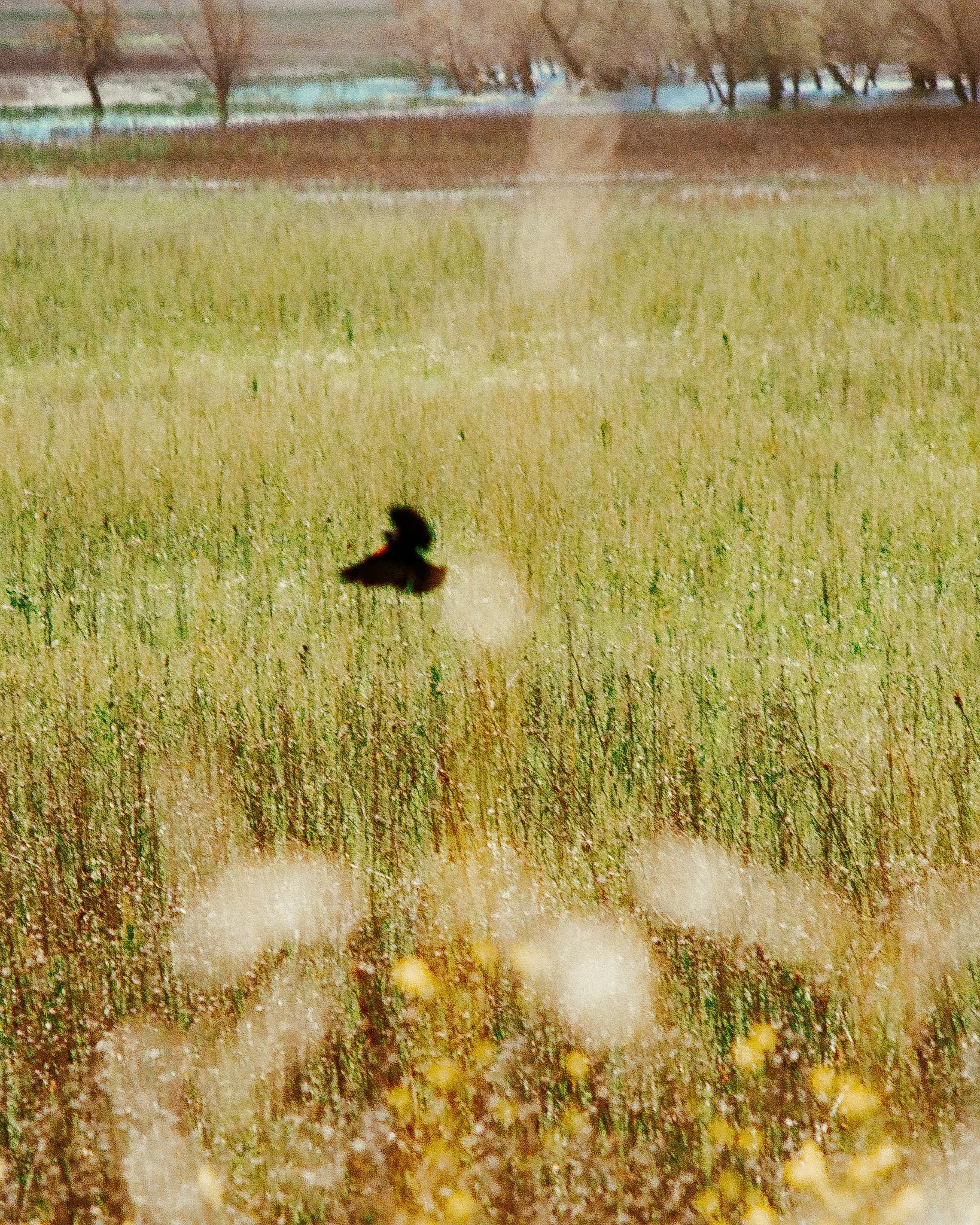 The-Yosemite 35mm Misc Travel Shots-18.jpg