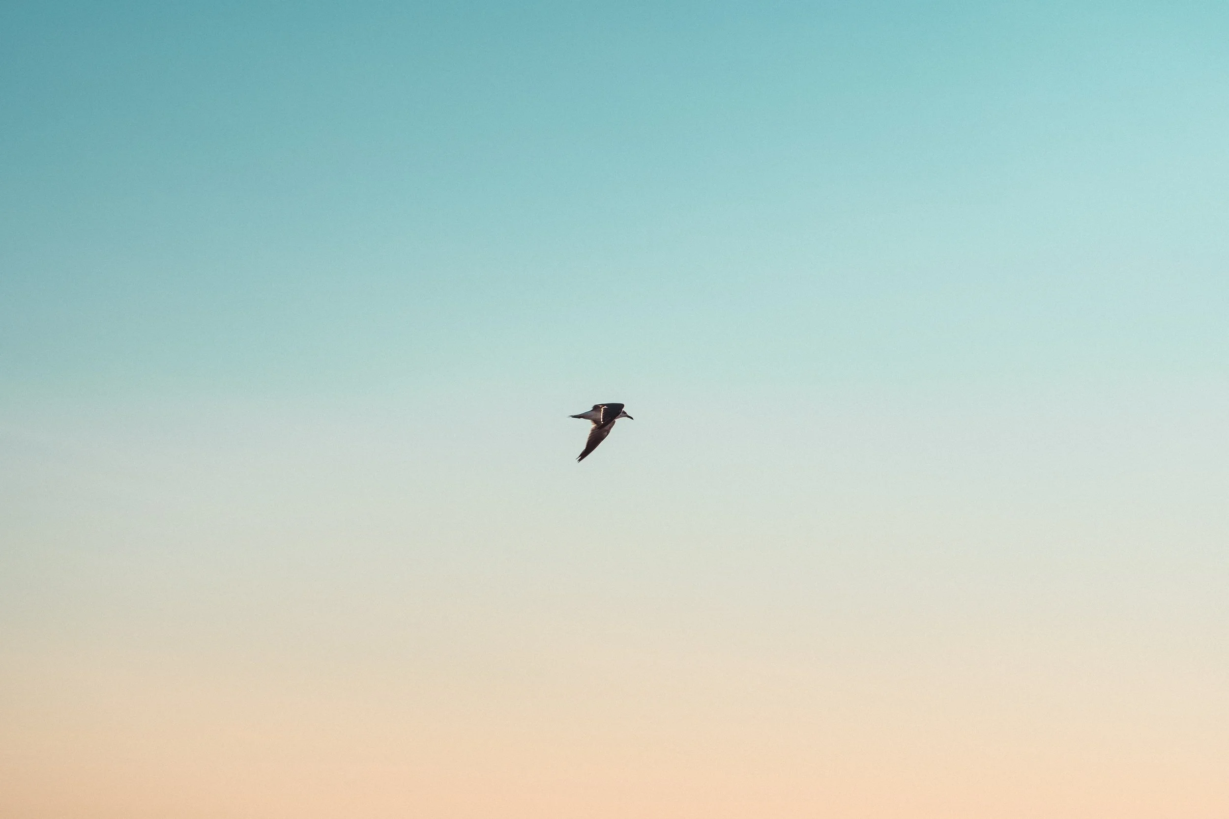 Flight at Beach Twilight - Sony A7iii