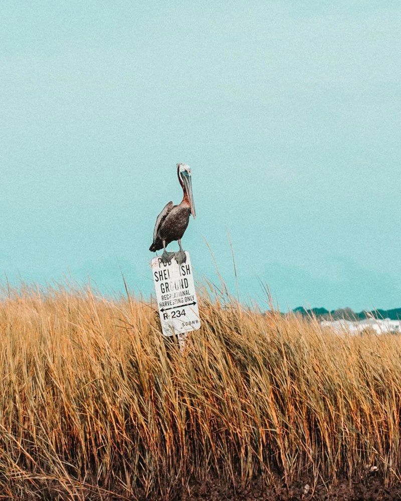 A Charleston Enforcer - Sony A7iii