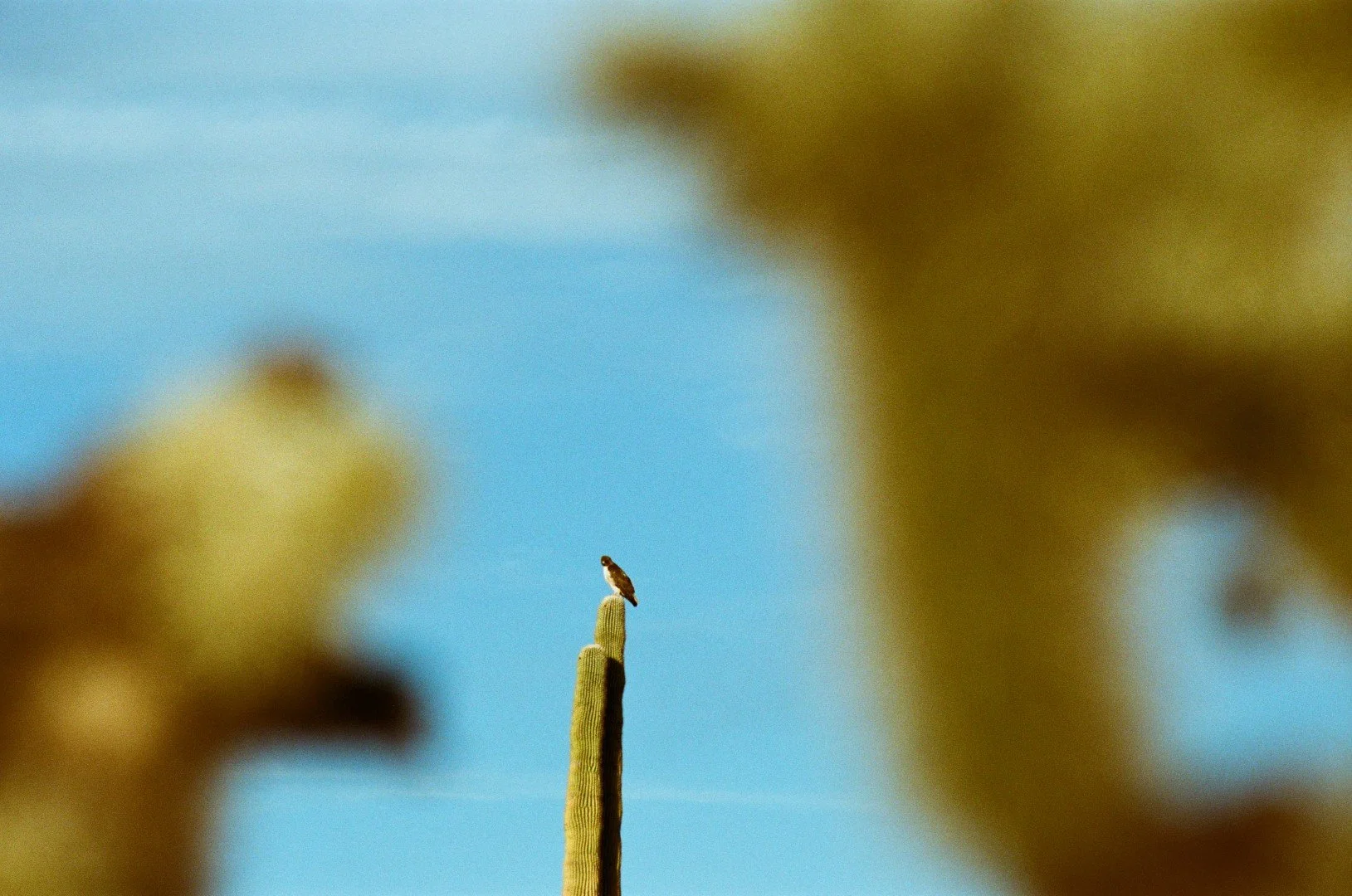 AZ Misc 2 FE2 Gold 200 2-25 13 (Large).jpg