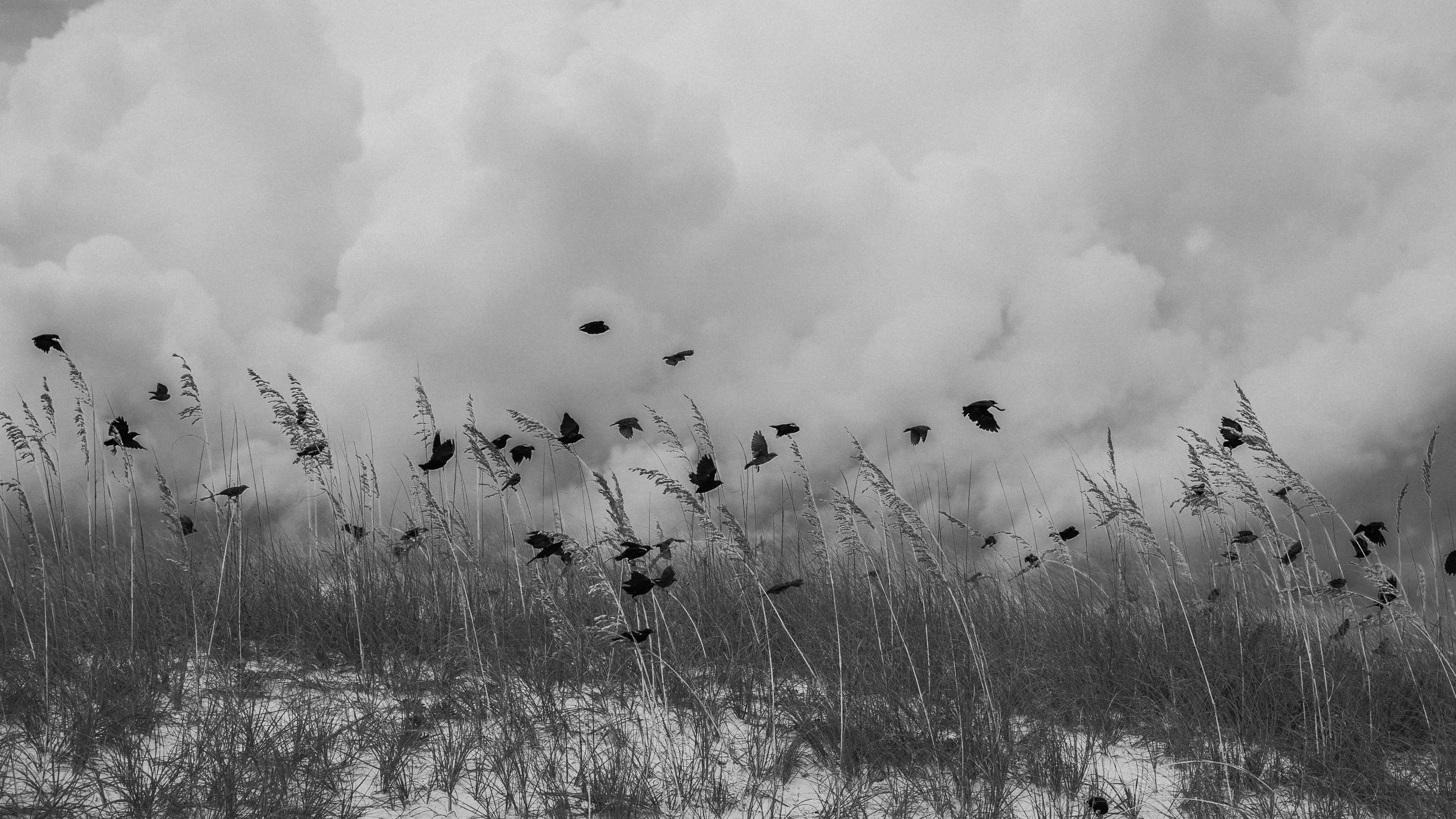 Redwings alight - Sony A7iii