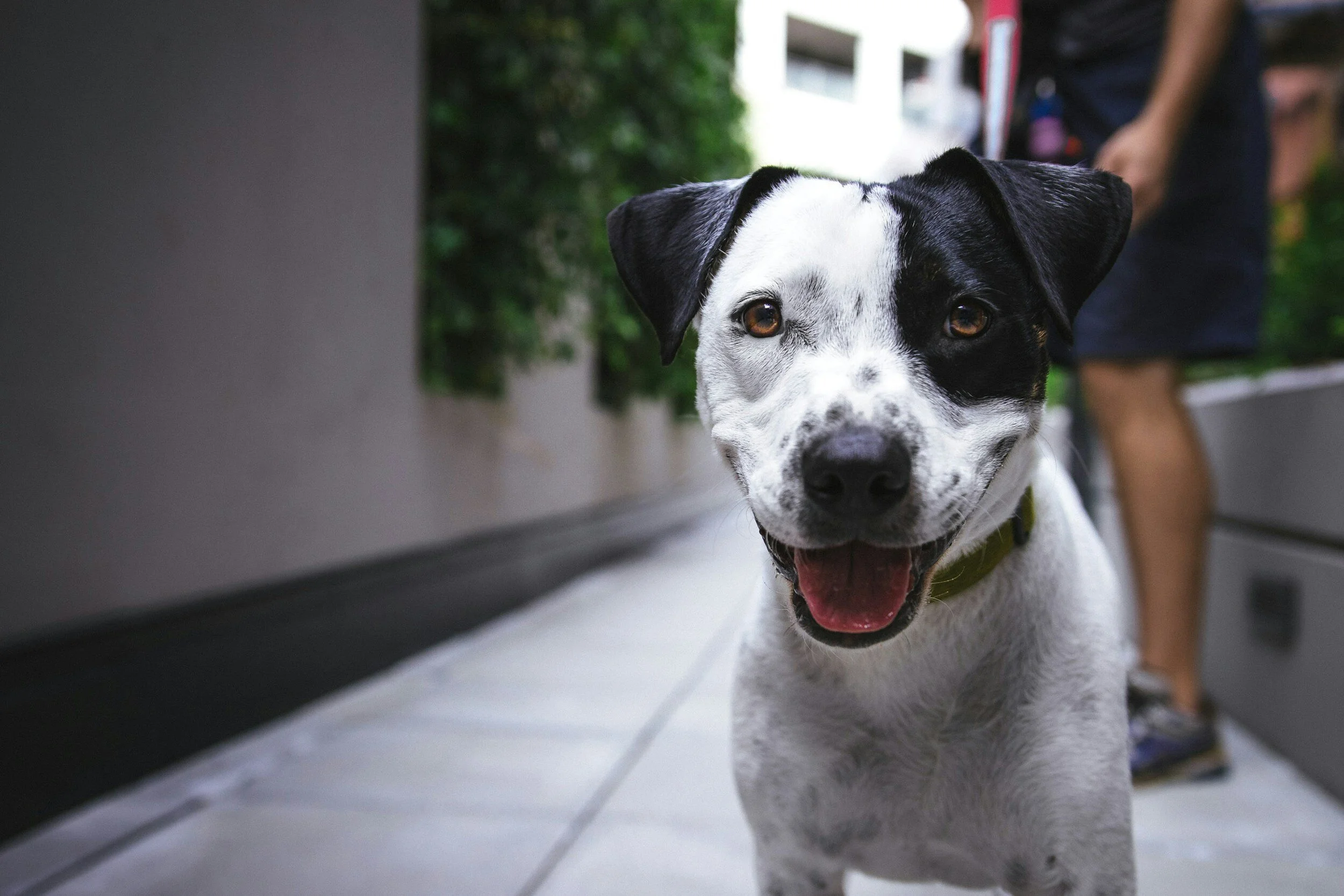 Close-up of a happy black and white dog with one eye dark and the other light, outdoors on a sidewalk with a person in the background.