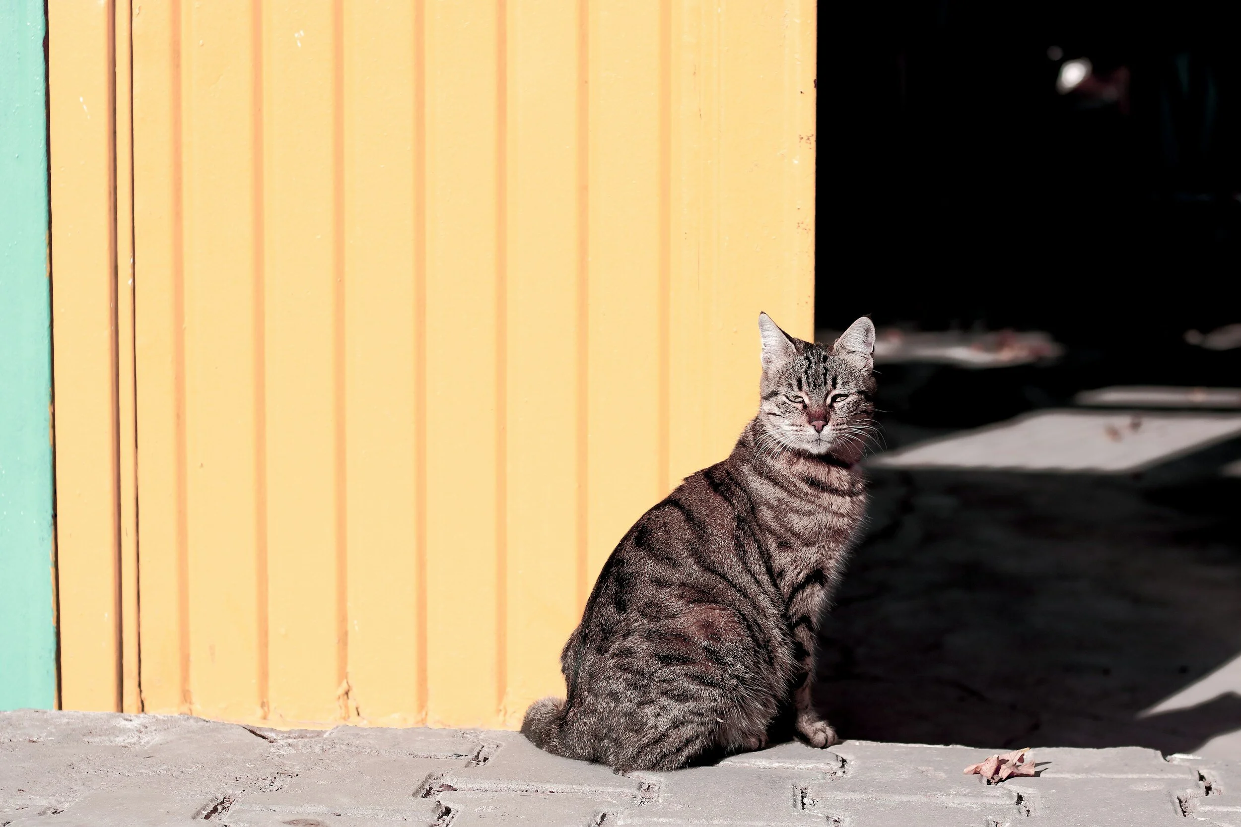 Tabby cat sitting on a concrete sidewalk beside a colorful yellow wall with a teal section, with a dark shadowed area in the background.
