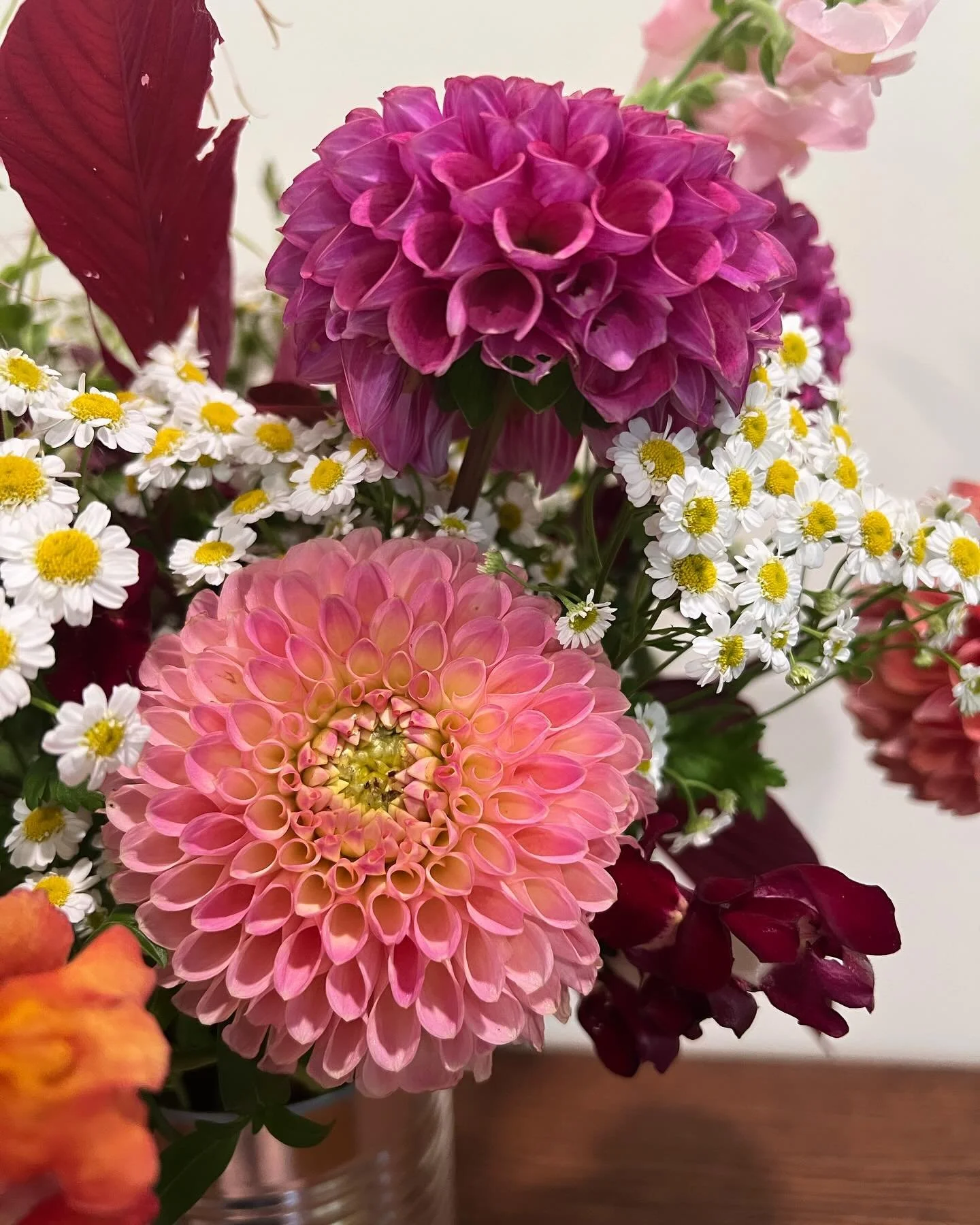 Fresh harvest of dahlias made it into a vase today, getting excited for CSA and market season where these beauties will be available for purchase! 

#flowerfarm #flowerfarmer #flowers #grownnotflown #localflowers #slowflowers #cutflowers #farmerflori