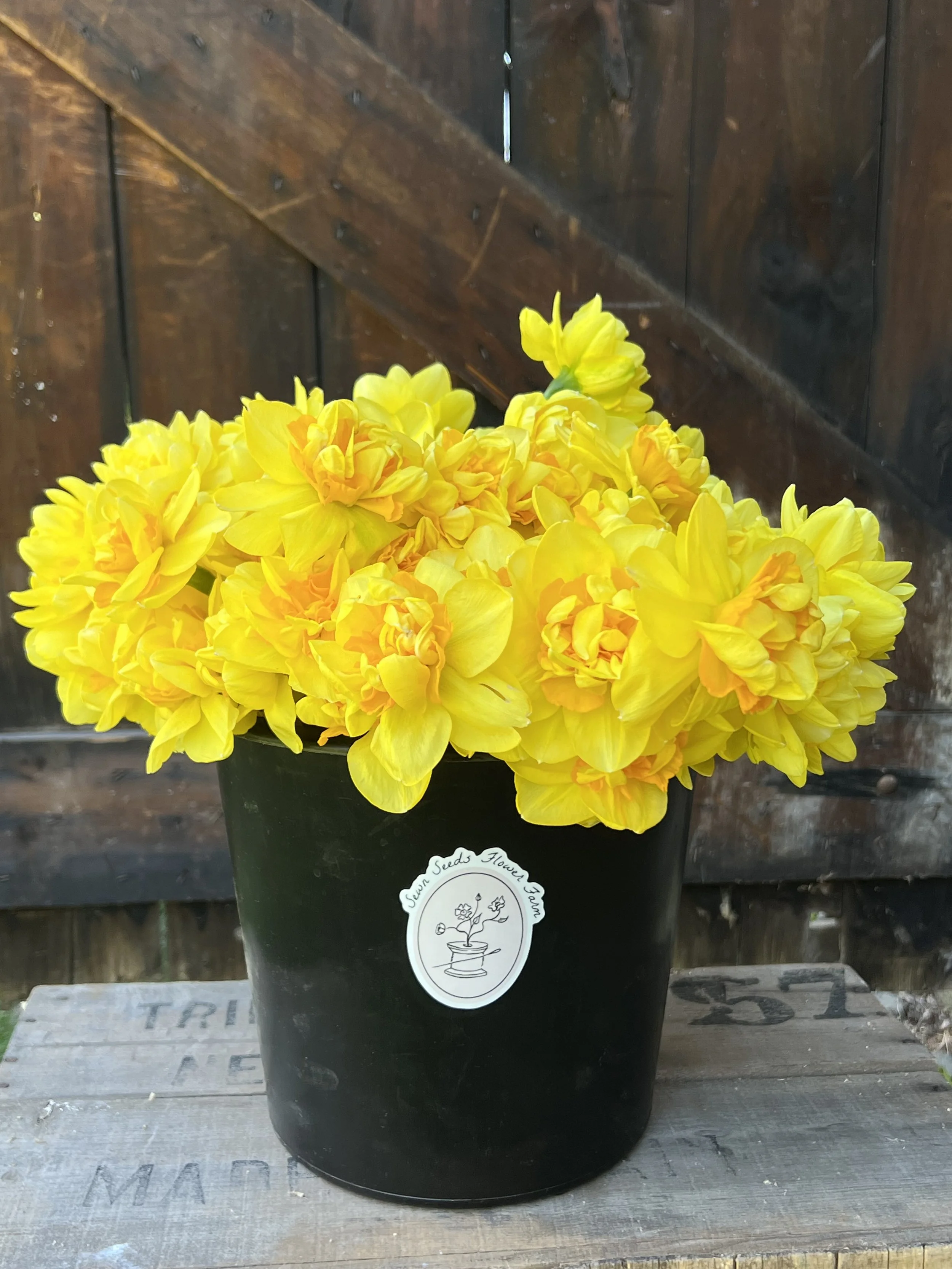 Farm bucket Daffs.jpeg