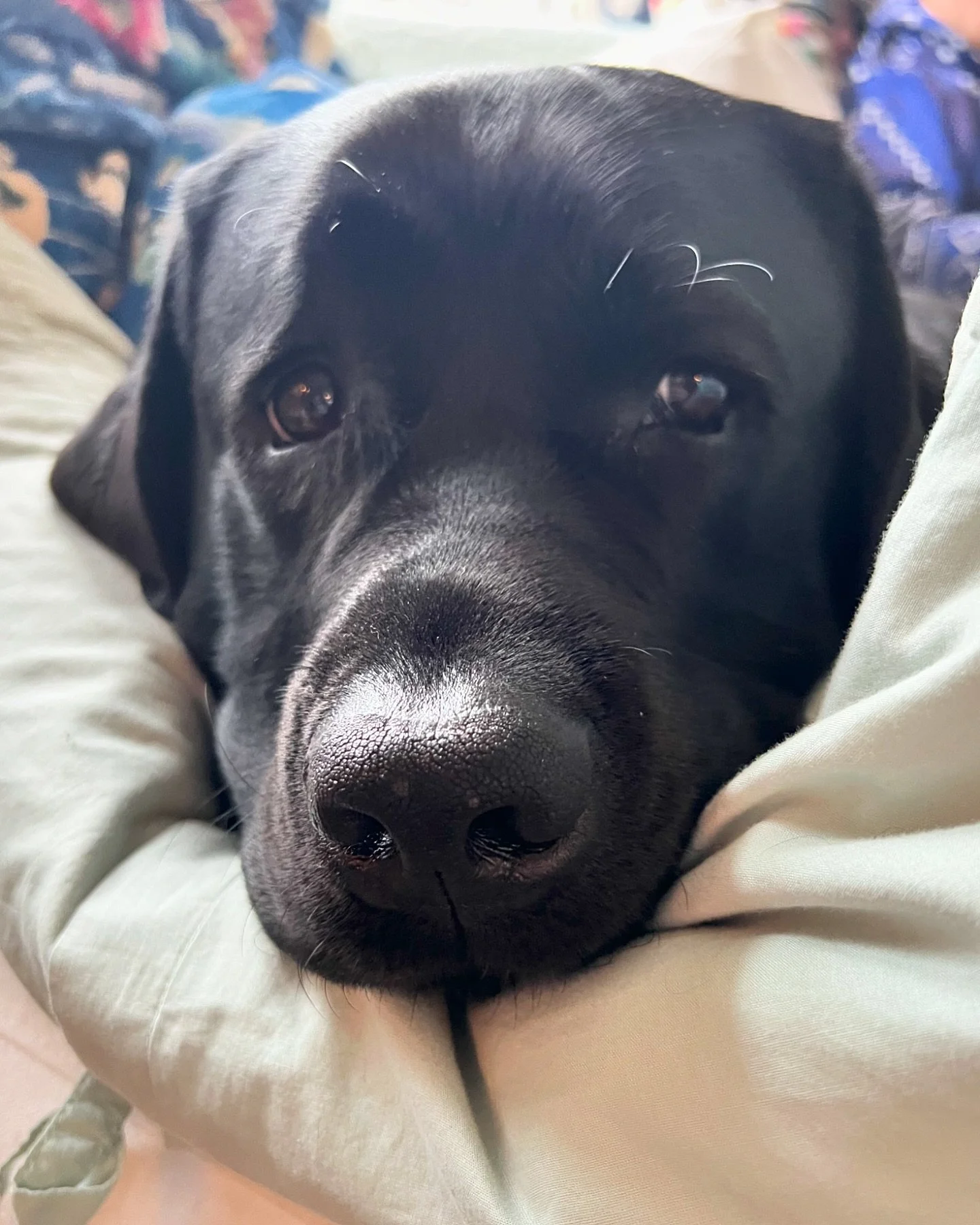 Boop 👉🏻🖤 #boopmynose #boopthesnoot #boop #blacklabsofinstagram #lablove #labsoninsta #labradorable #blacklab #englishlab #labradorcuties #dogslife #doglover