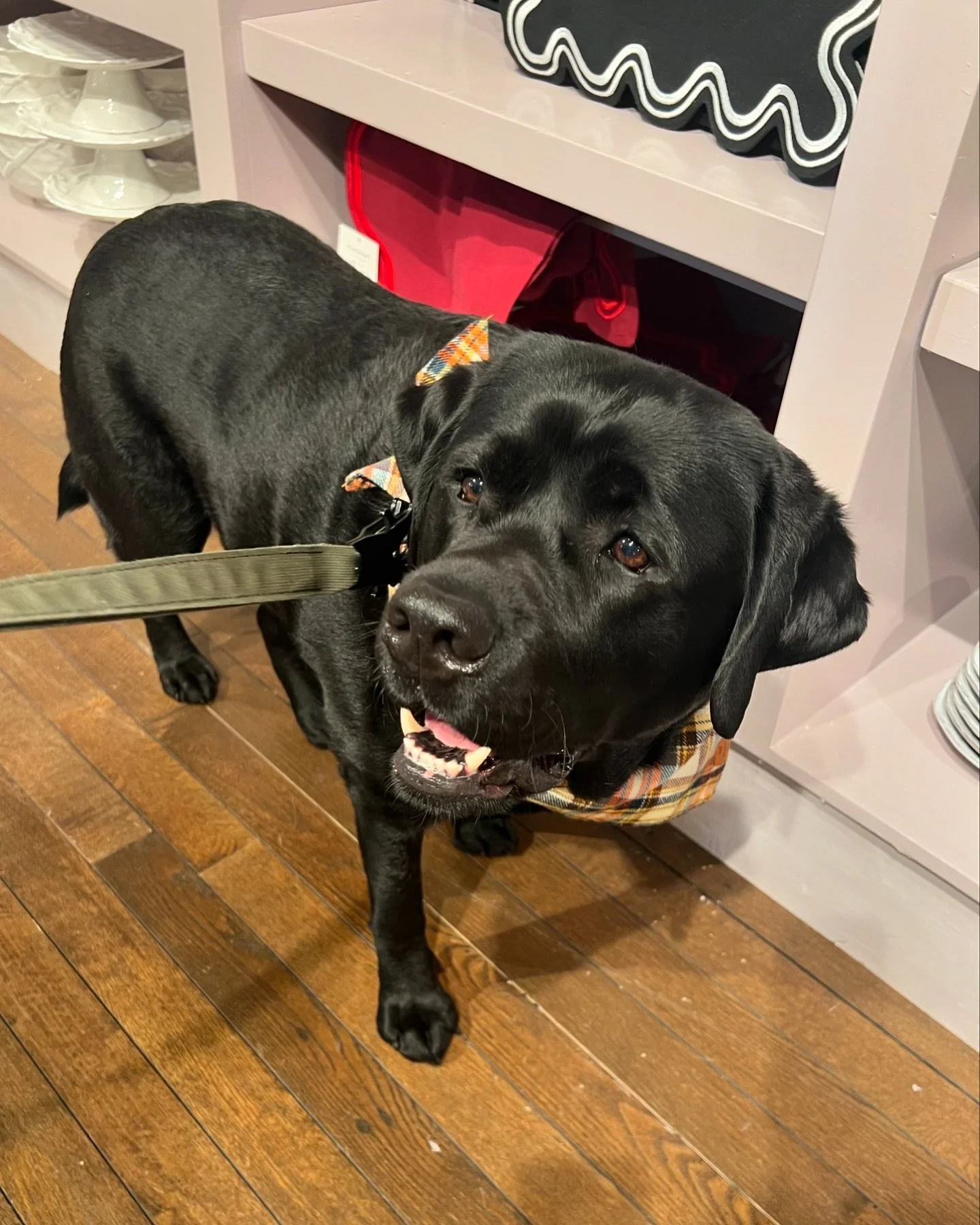 I&rsquo;m ready to get started on that holiday shopping &hellip; who&rsquo;s with me!? 🎁🛍️ #holidayseason #shoptillyoudrop #blacklabsofinstagram #labradorretriever #blacklab #englishlab #lablife #labradorcuties #dogslife