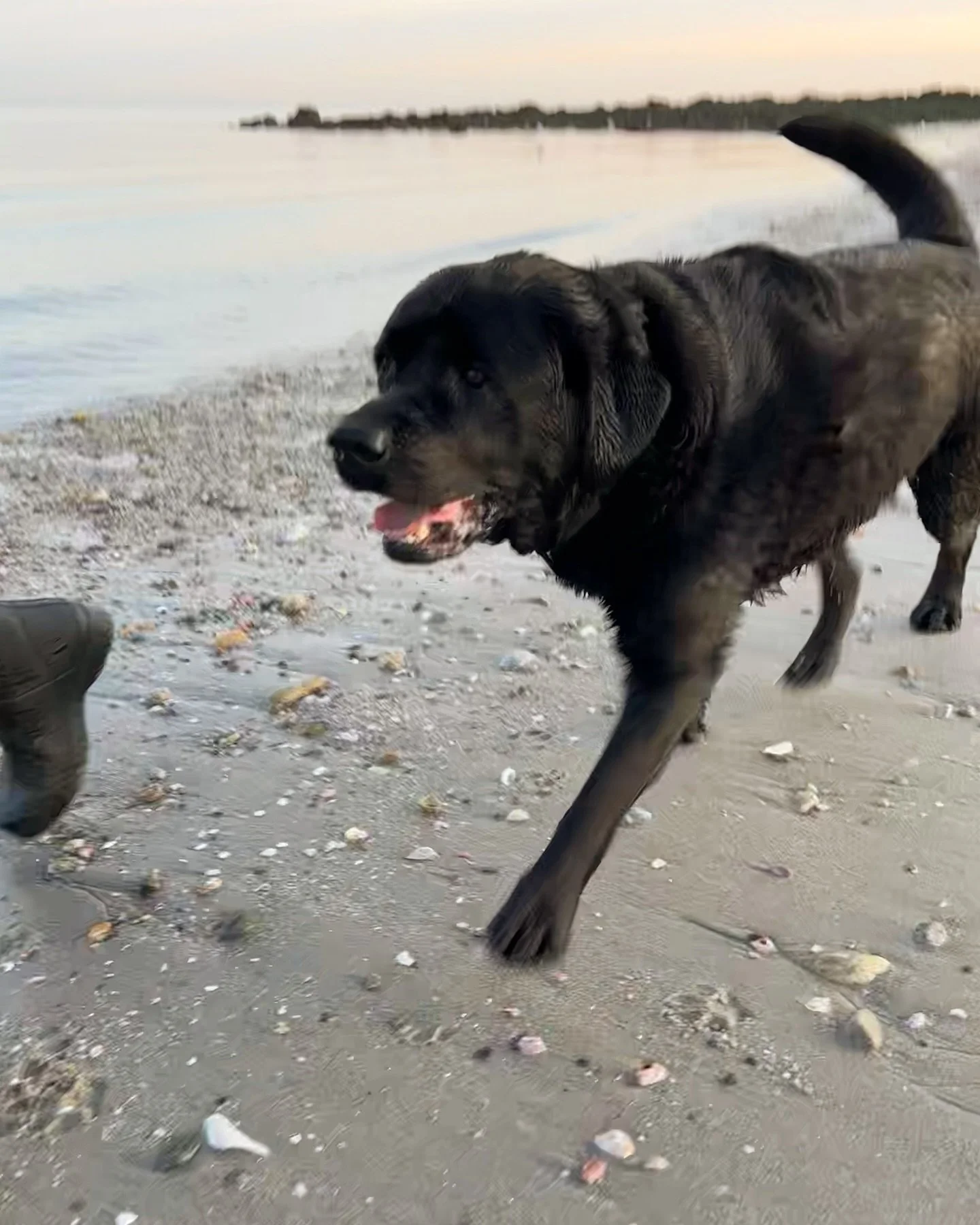 Running into the holiday week with a big smile on my face #happydog #thanksgiving #holidayseason #holidayspirit #blacklabsofinstagram #lablove #labradorcuties #blacklab #englishlabrador #beachdog #smilingdog #labrador365