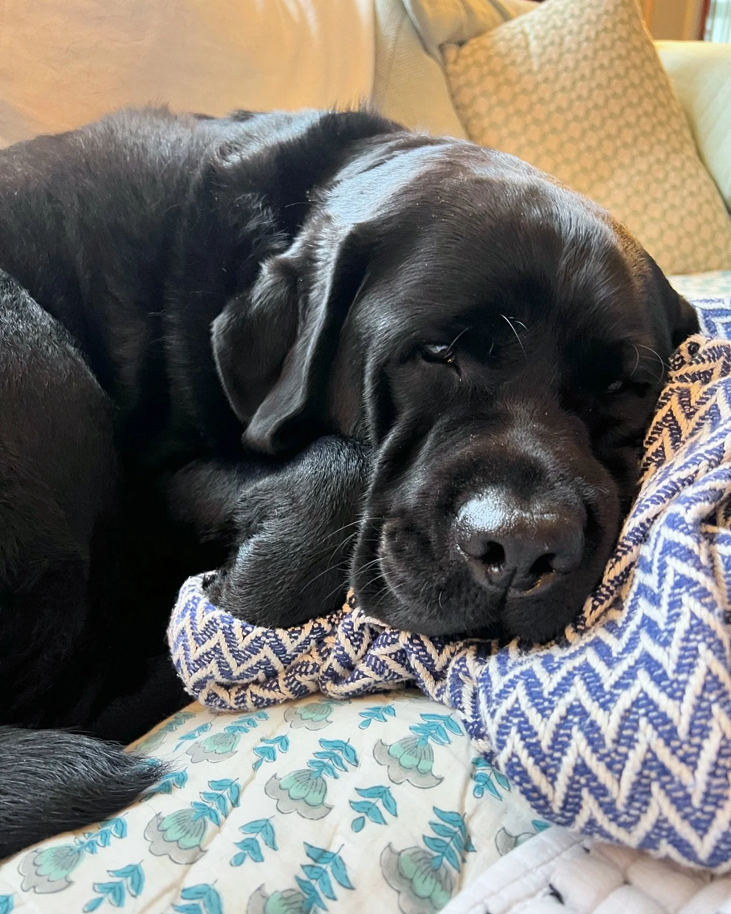 Rainy day snuggles, right here is where I wanna be #sleepydog #snugglebuddy #blacklabsofinstagram #labradorlove #labradorable #labcuties #blacklab #englishlab #labradorretriever