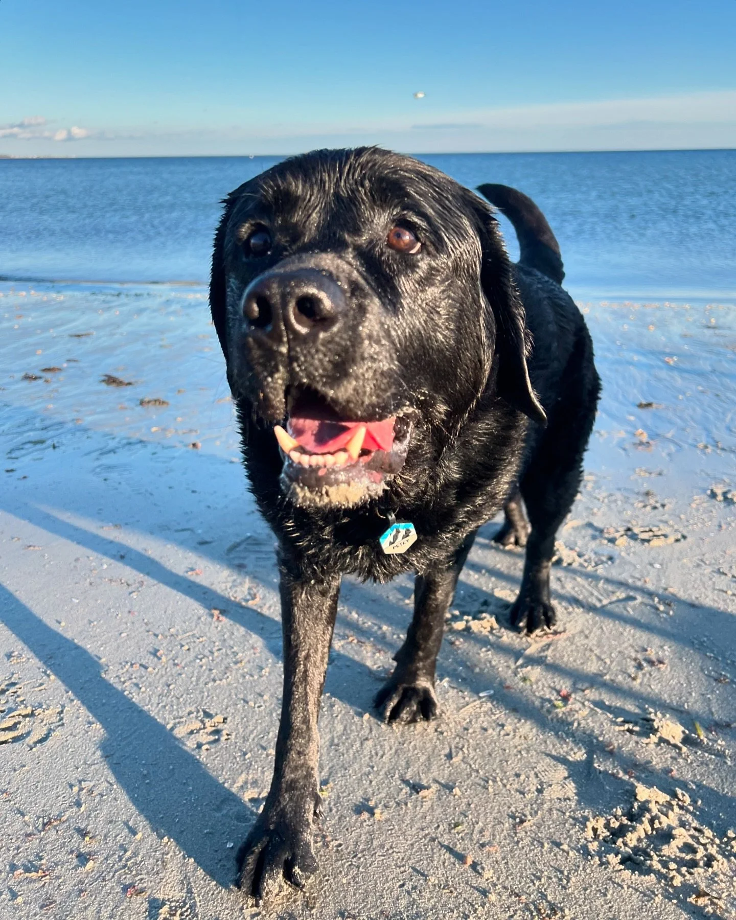 Don&rsquo;t worry, beach happy 🌊 #beachdog #happyplace #blacklabsofinstagram #labradorlove #oceanlife #swimmingdog #blacklab #englishlab #happydog #lablife #waterdog