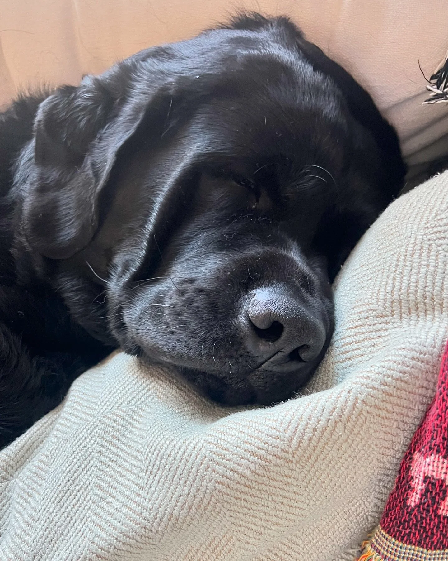 Sleeping off that tryptophan 💤🍗 #naptime #sleepydog #cuddletime #blacklabsofinstagram #lablove #blacklab #englishlab #labradorretriever #labradorcuties #dogslife #thanksgiving
