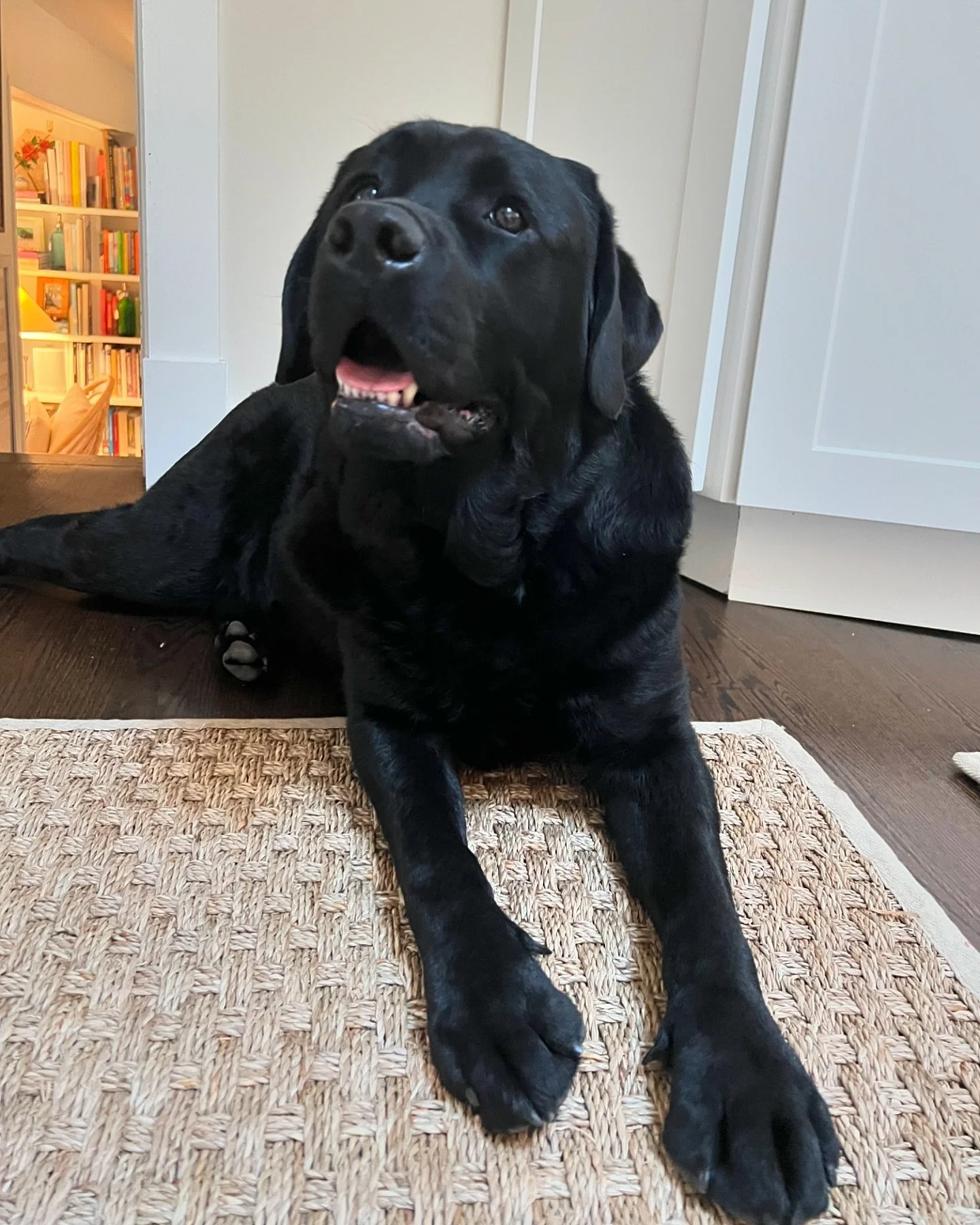 My face when I&rsquo;m politely asking for a treat ➡️ My face when mom only gives me one #wtf #moreplease #treats #blacklabsofinstagram #lablove #labrador #blacklabrador #englishlabrador #labradoretriever #lablife #doglover
