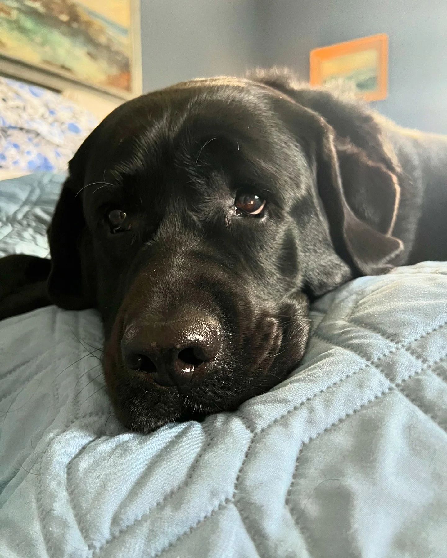 Staying in bed today, obviously dreaming about snacks 😴🥓🍗🧀 #mood #sleepypuppy #snuggleme #blacklabsofinstagram #lablove #labrador365 #labradorcuties #blacklab #englishlabrador #doglover #doglife