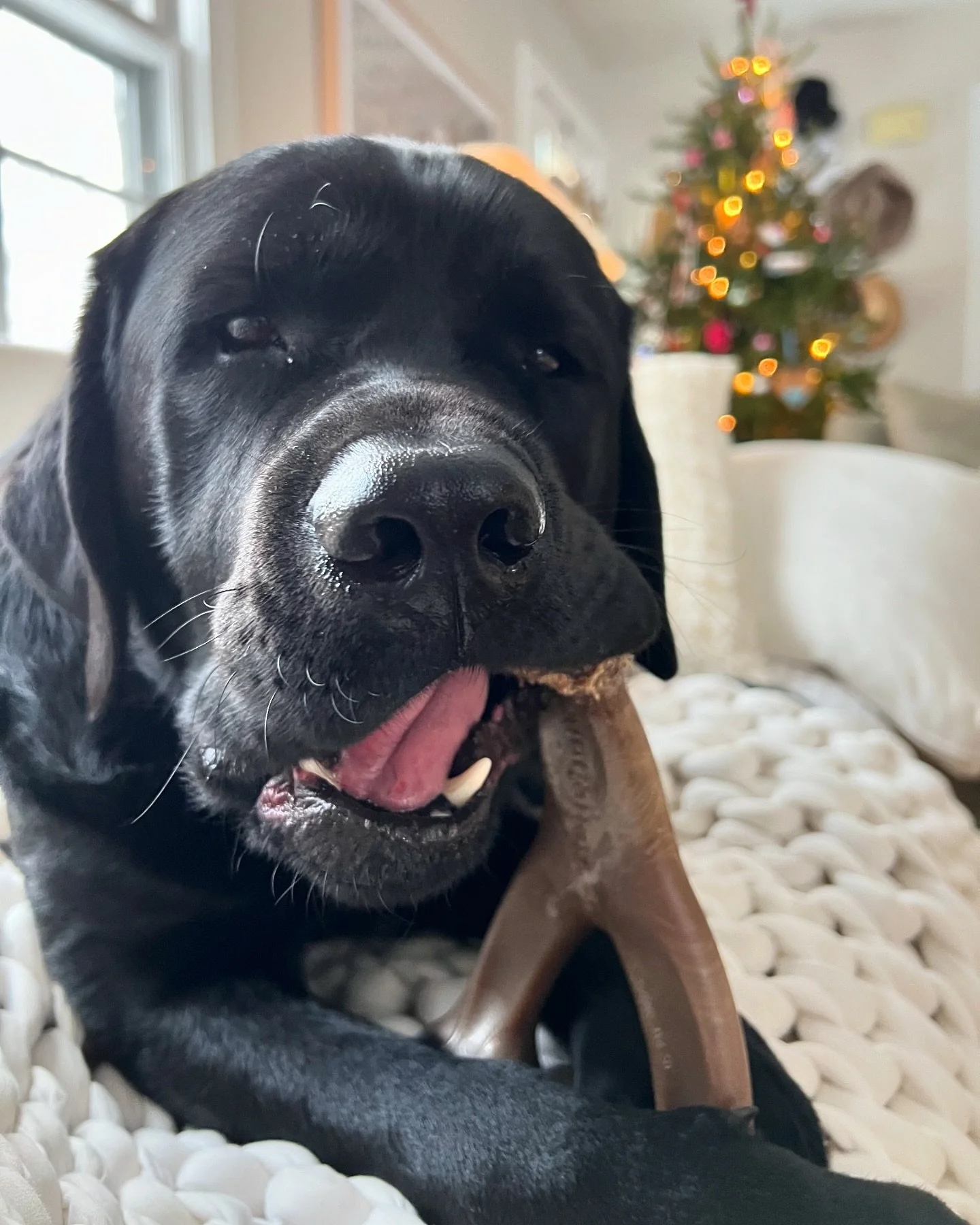 Gotta love a good chew 🦴 #blacklabsofinstagram #benebone #dogslife #doglover #blacklab #labradorretriever #lablove #labrador365 #englishlab #labradorretriever #morningroutine