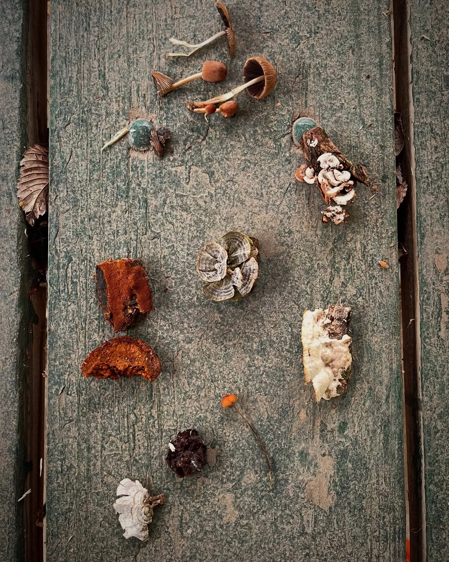 Today at mushroom iD class.